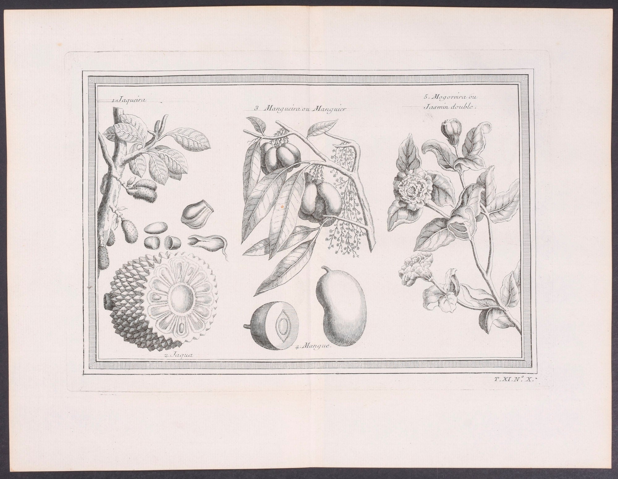 Jamboleira Plants and Jaqua Fruit