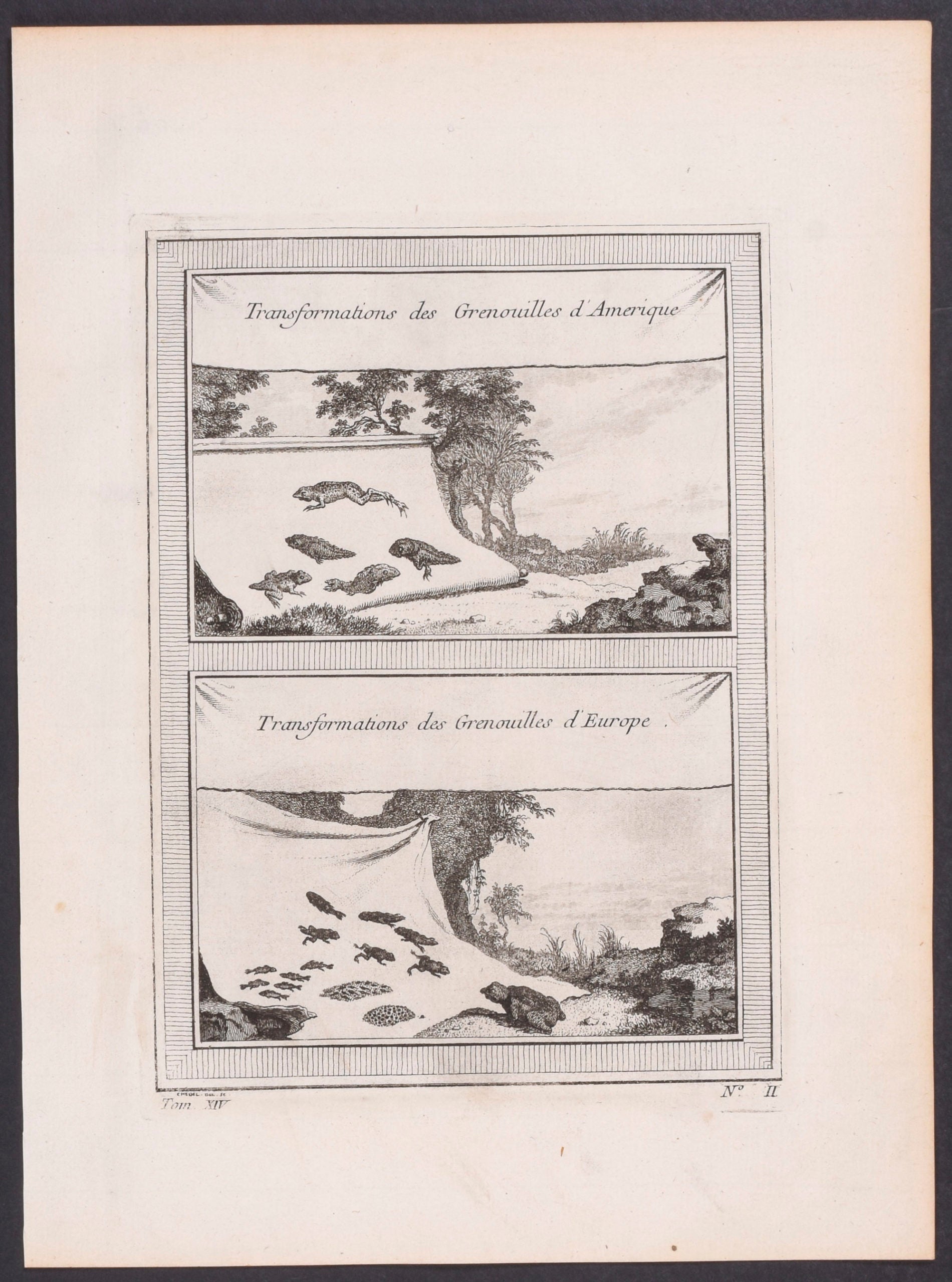 Opossum and Toad of Surinam
