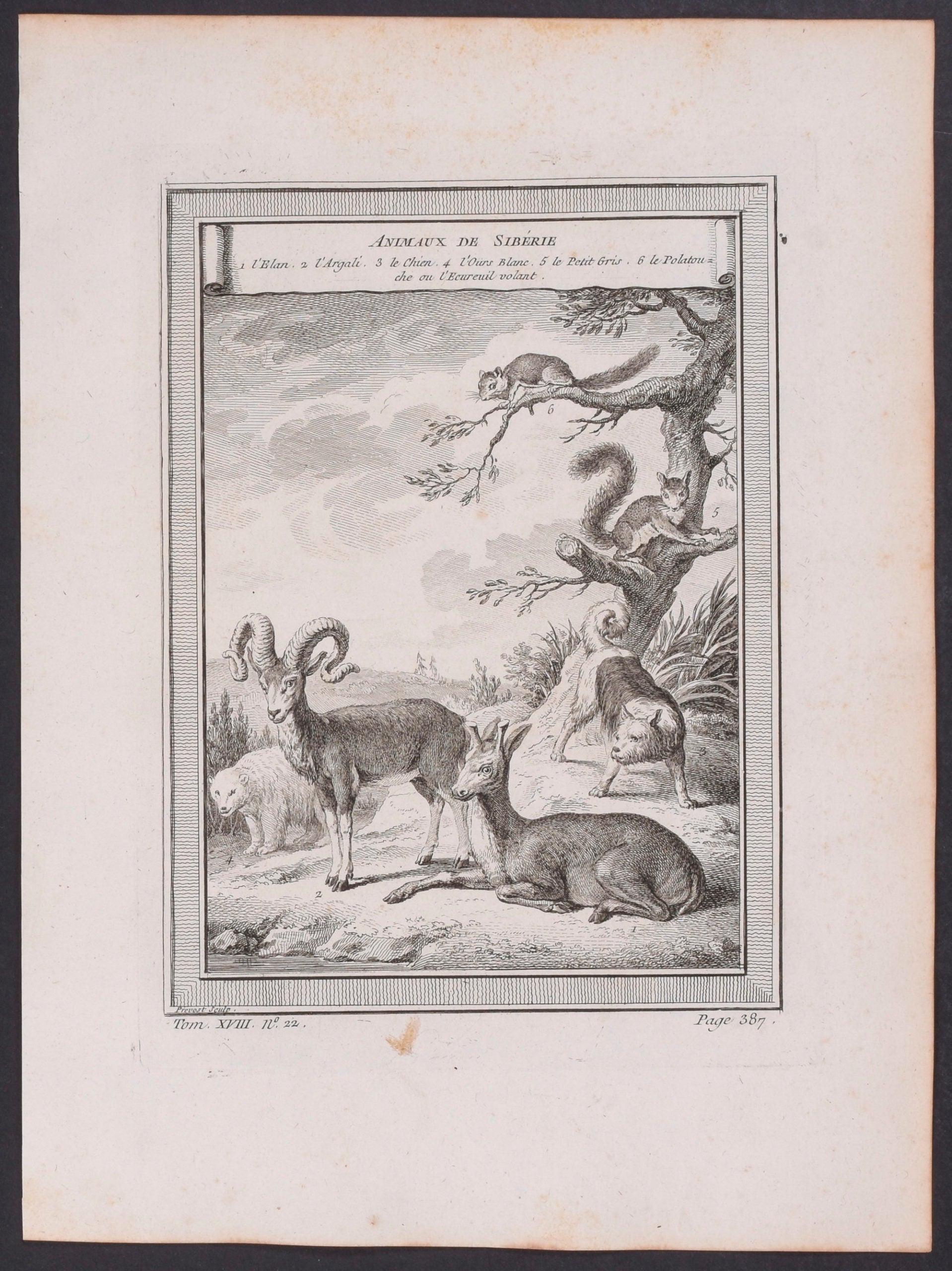 Animals of Siberia