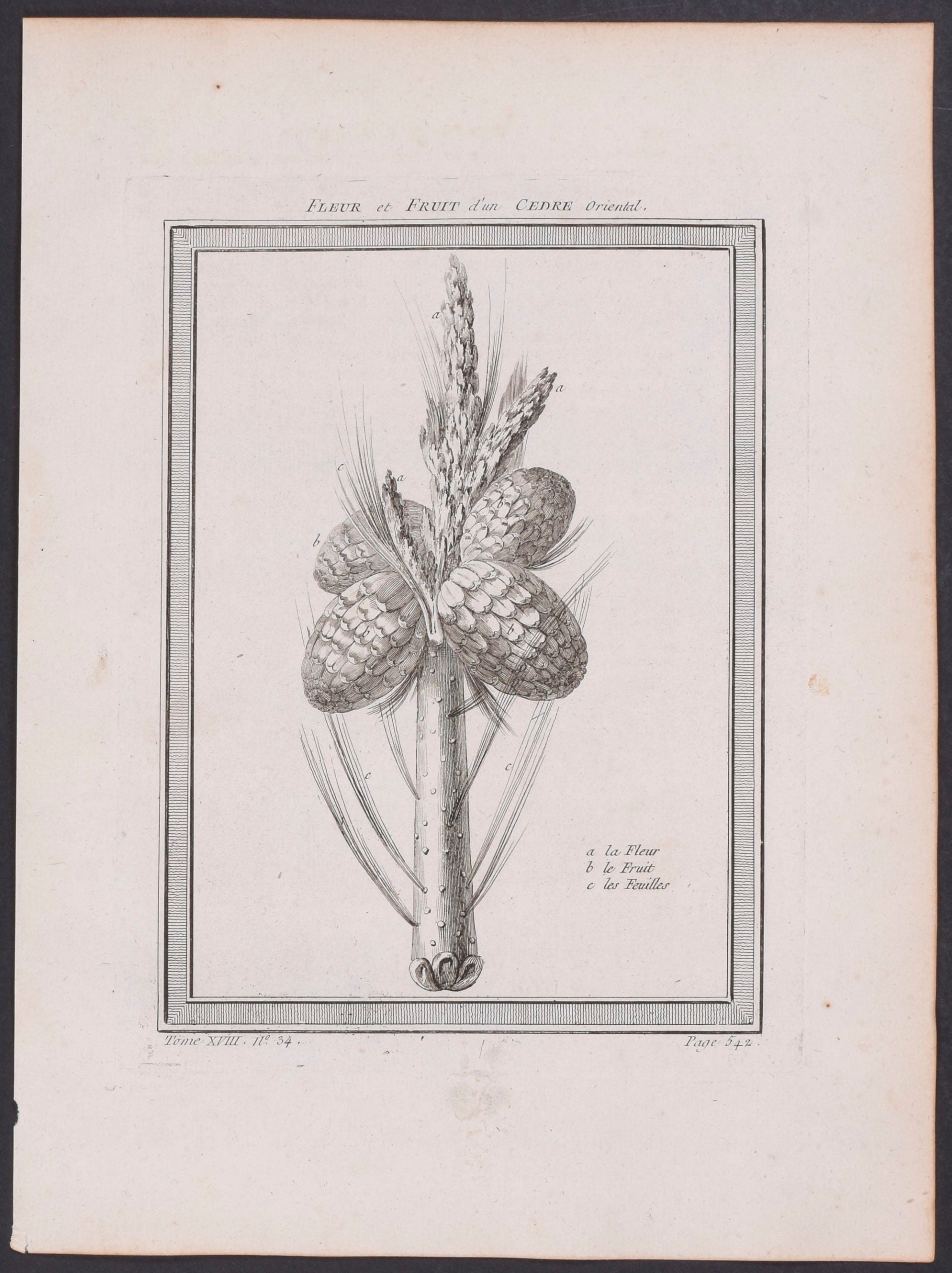 Cedar Branch