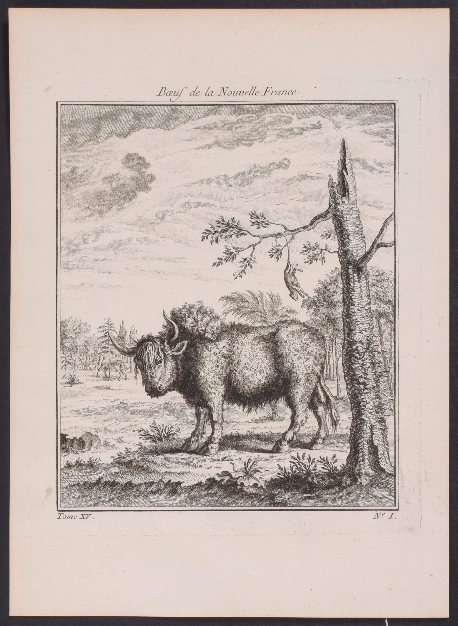 Buffalo