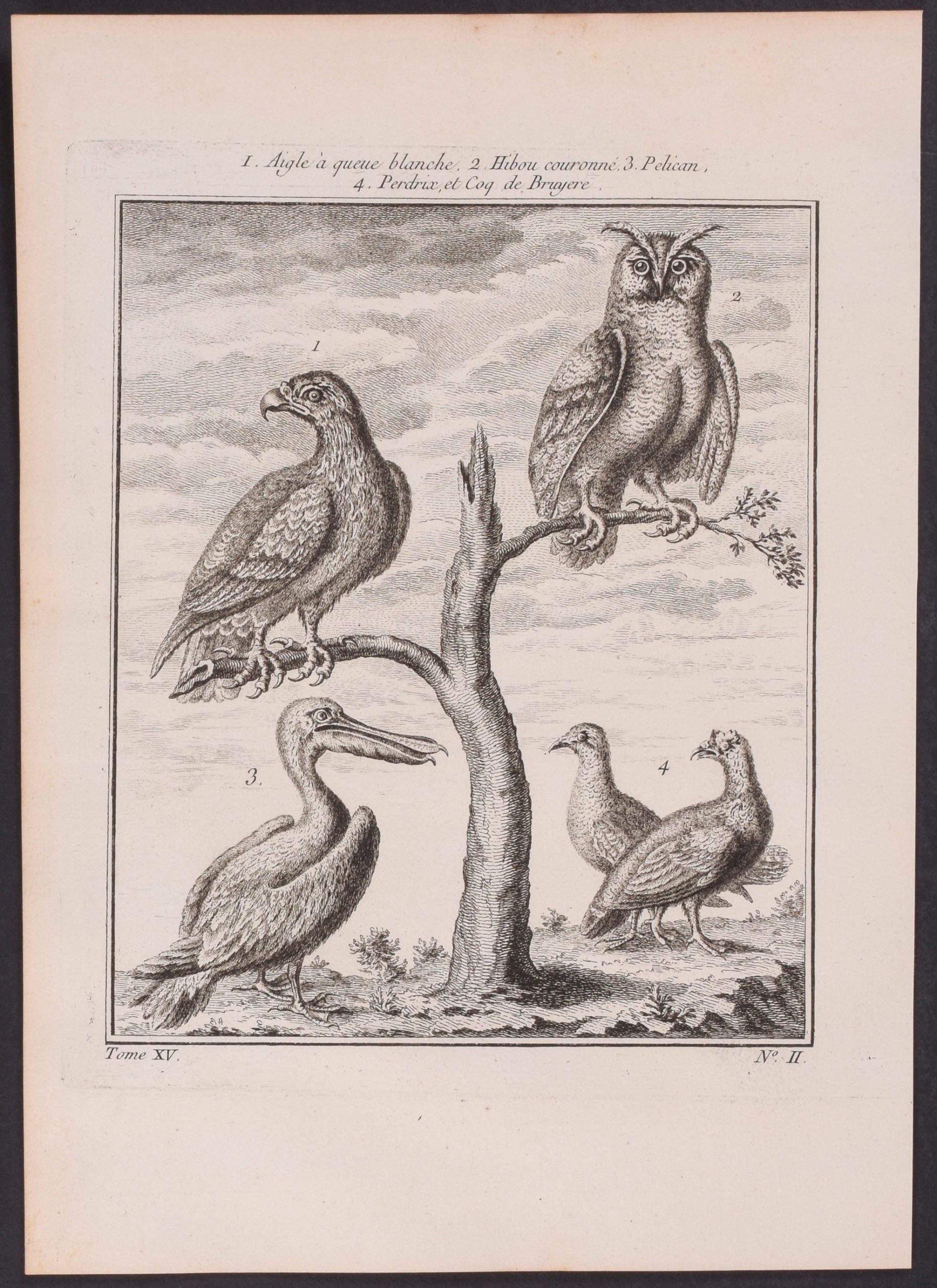 Owl, Pelican, Eagle, Partidge
