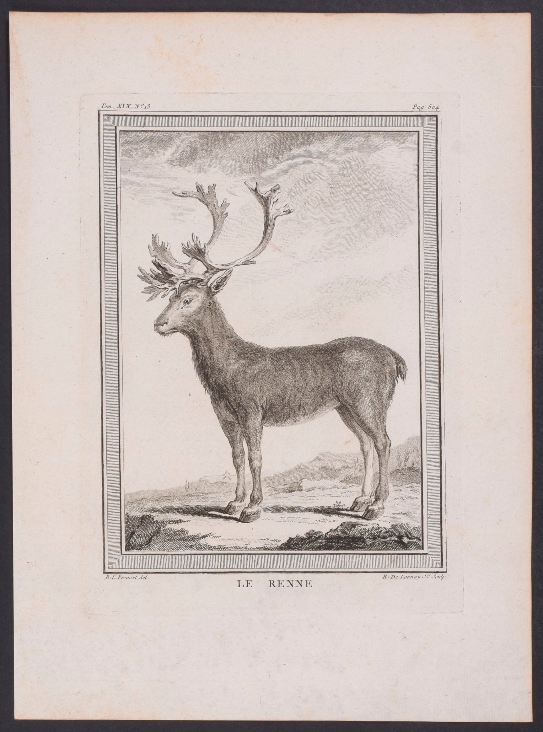 Reindeer