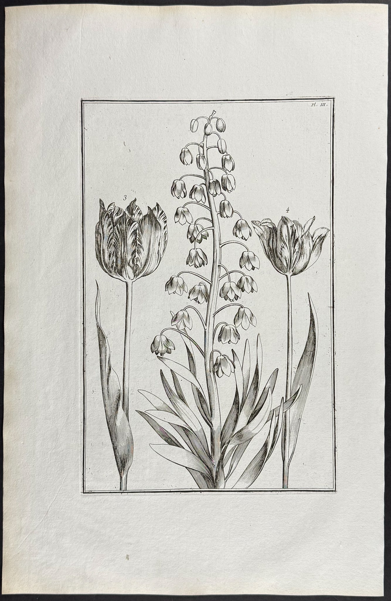 Tulip, Snowflake Flower