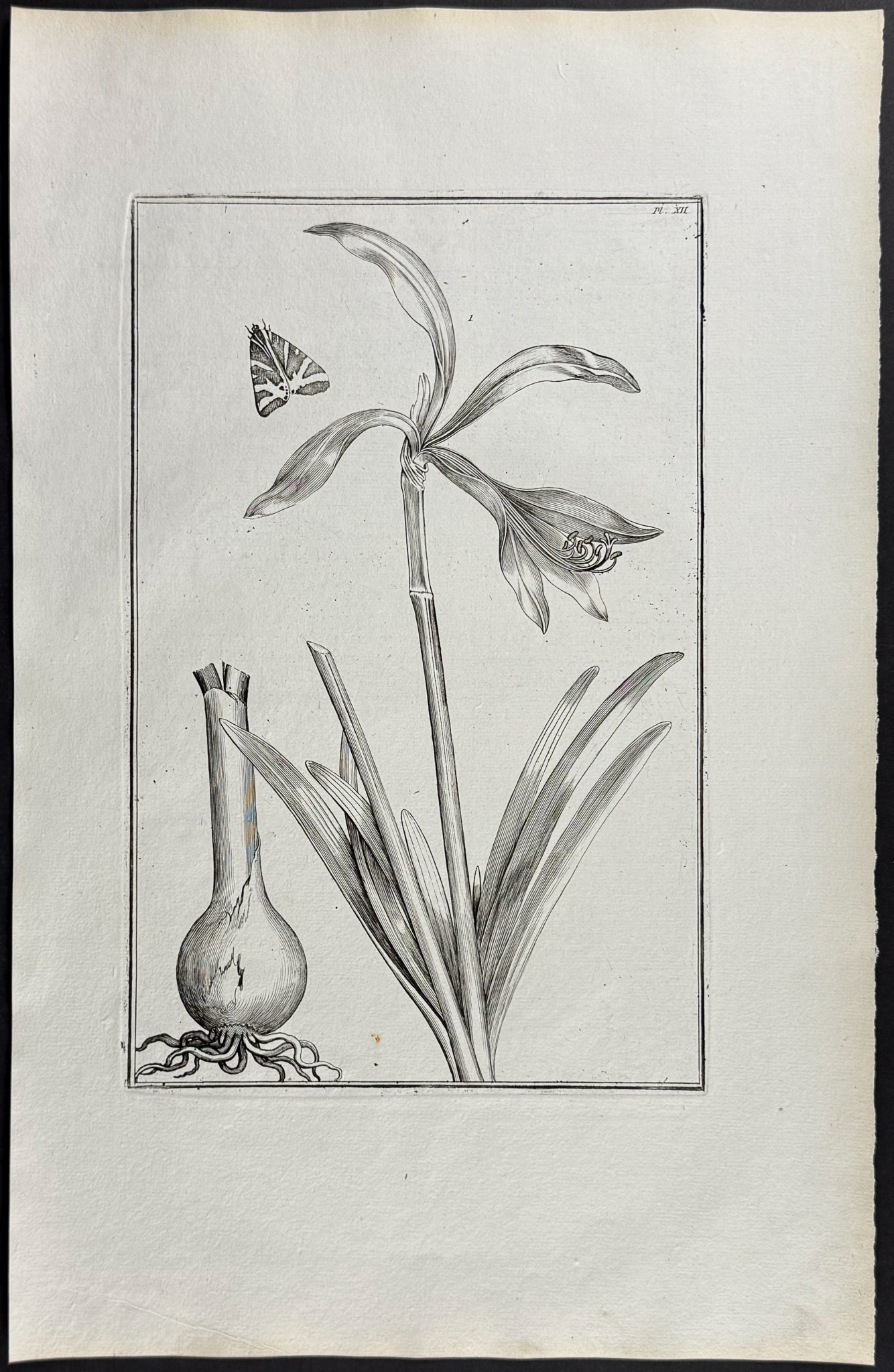 Lily & Moth
