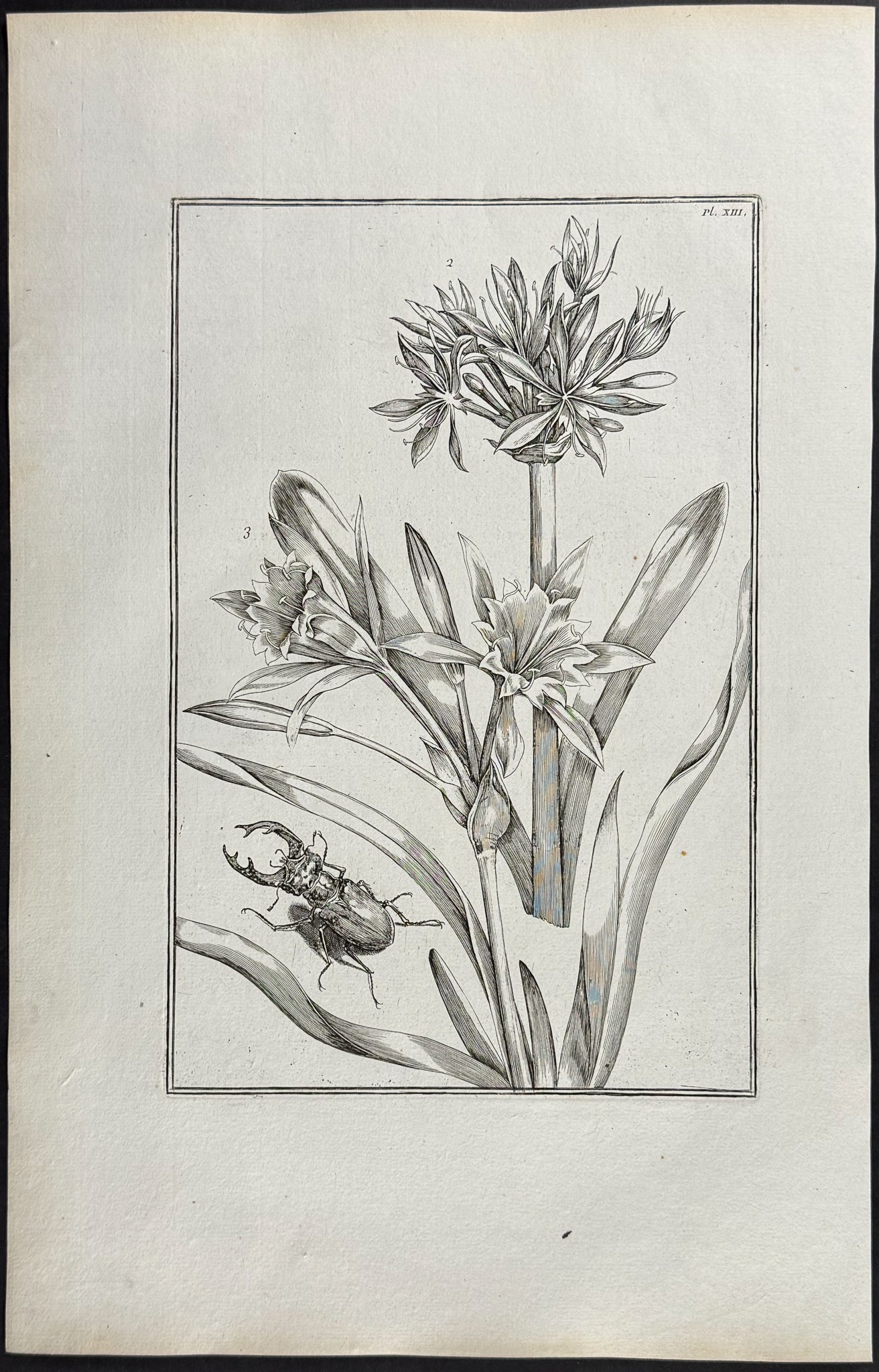 Narcissus or Daffodil with Stag or Pincher Beetle