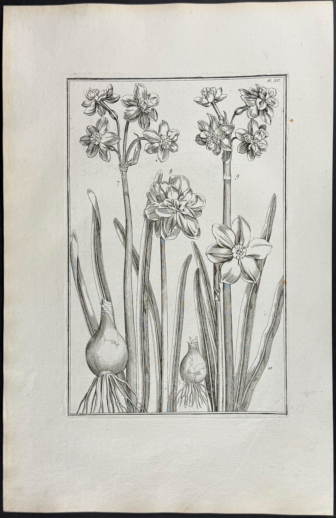 Narcissus or Daffodil