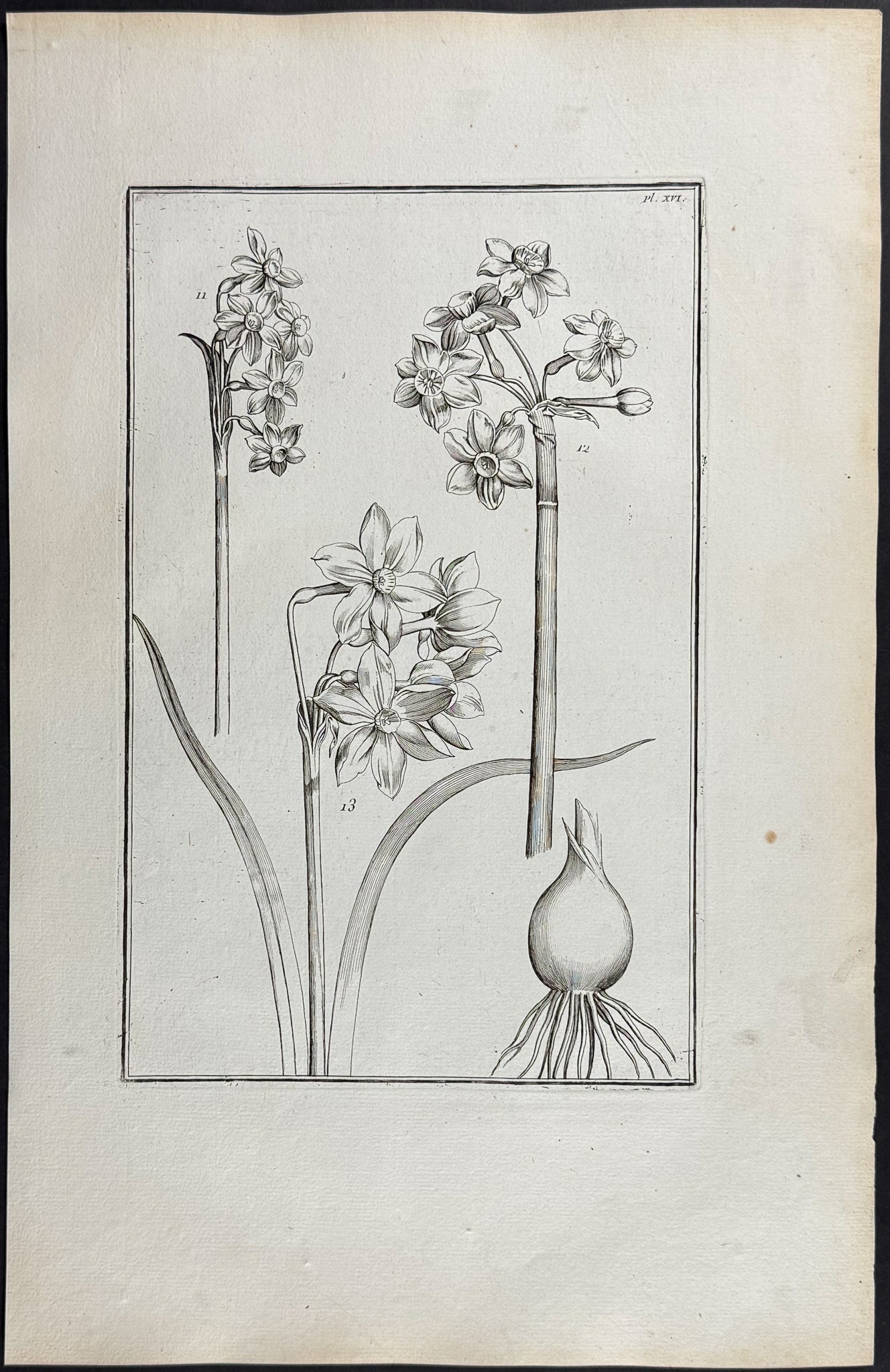 Narcissus or Daffodil