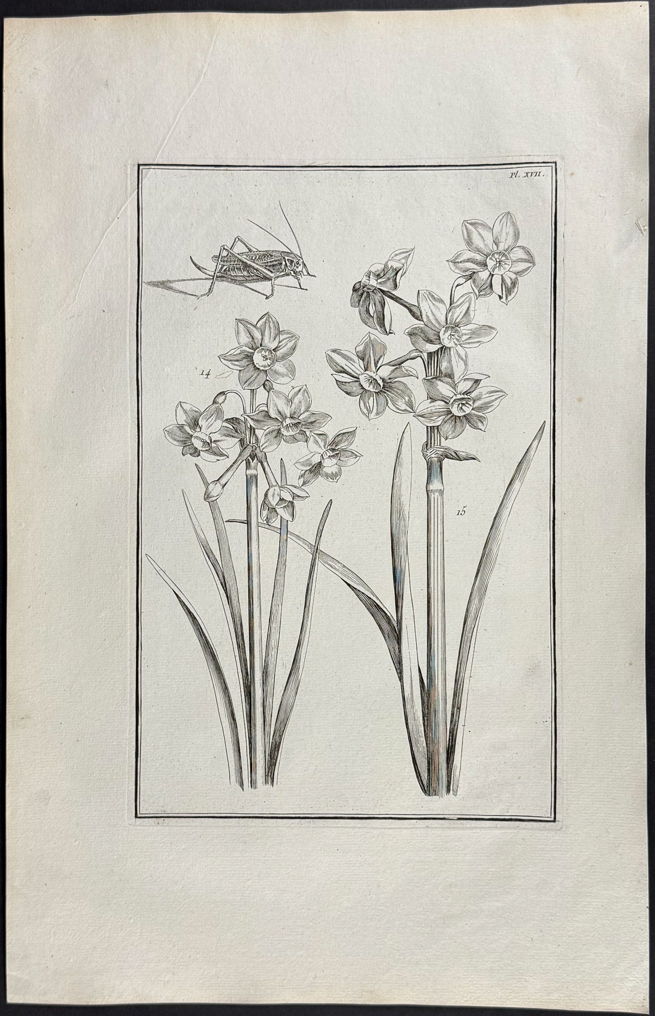 Narcissus or Daffodil with Grasshopper