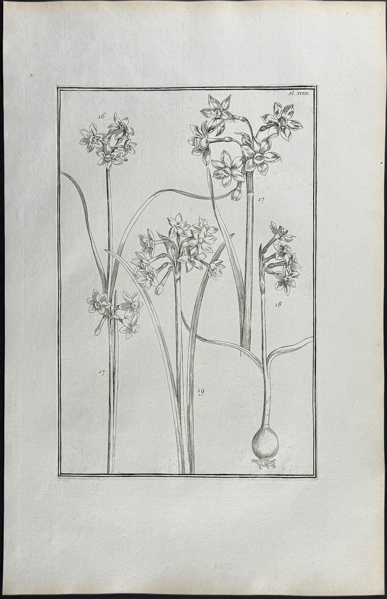 Narcissus or Daffodil