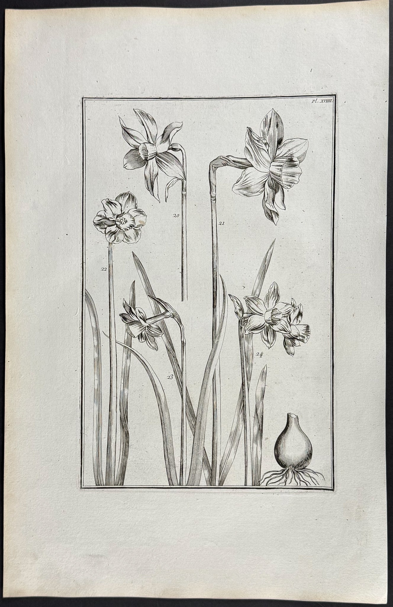 Narcissus or Daffodil