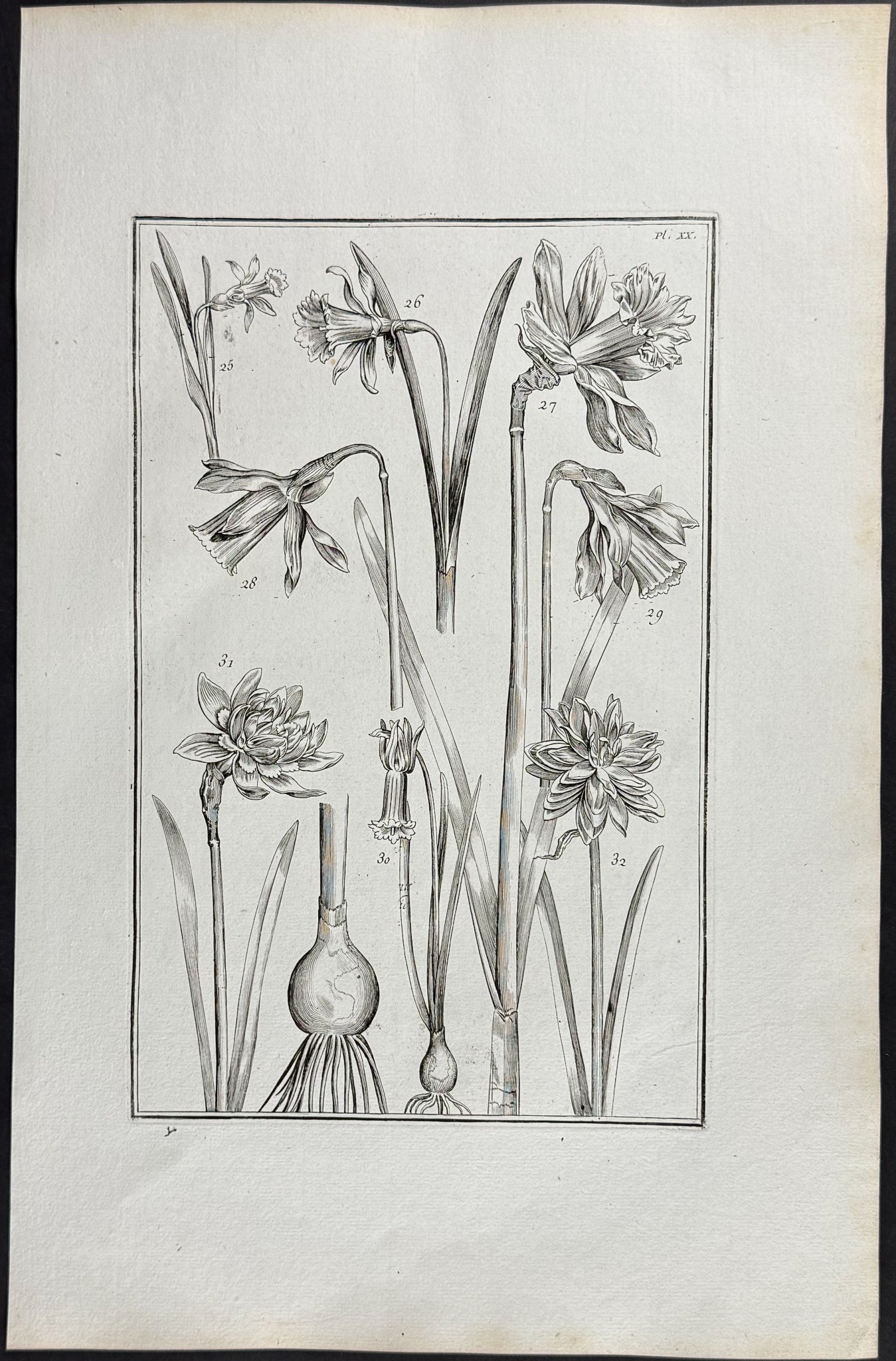 Narcissus or Daffodil