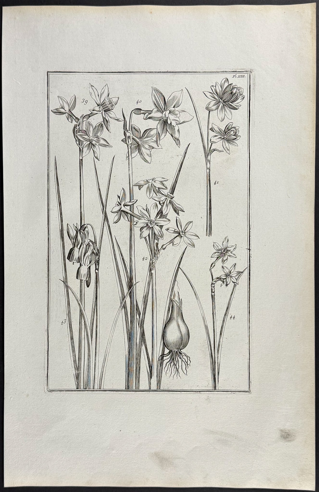 Narcissus or Daffodil