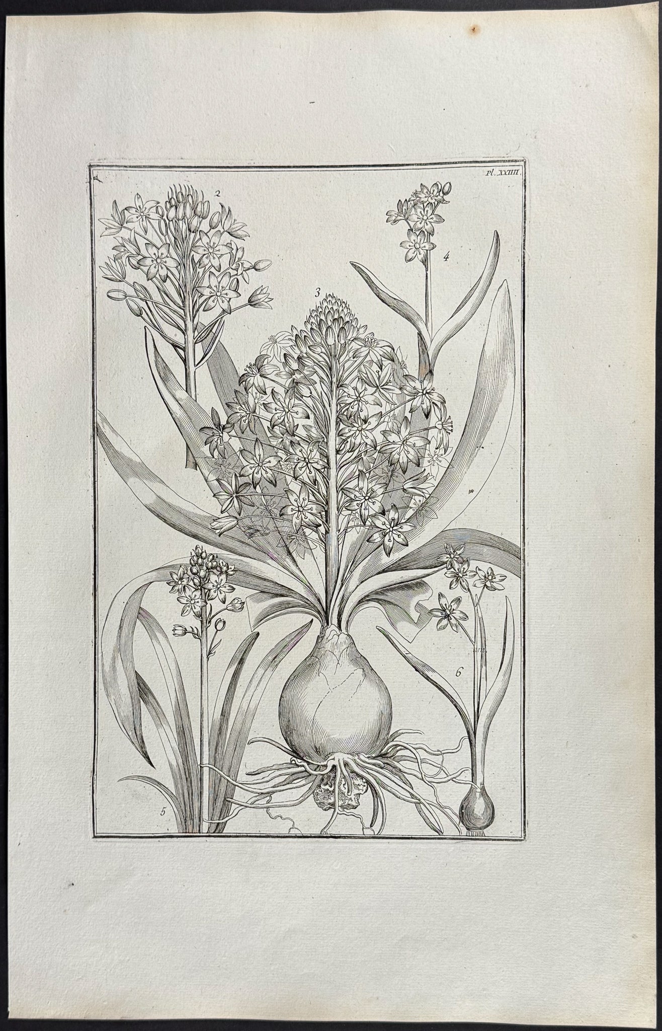 Hyacinth