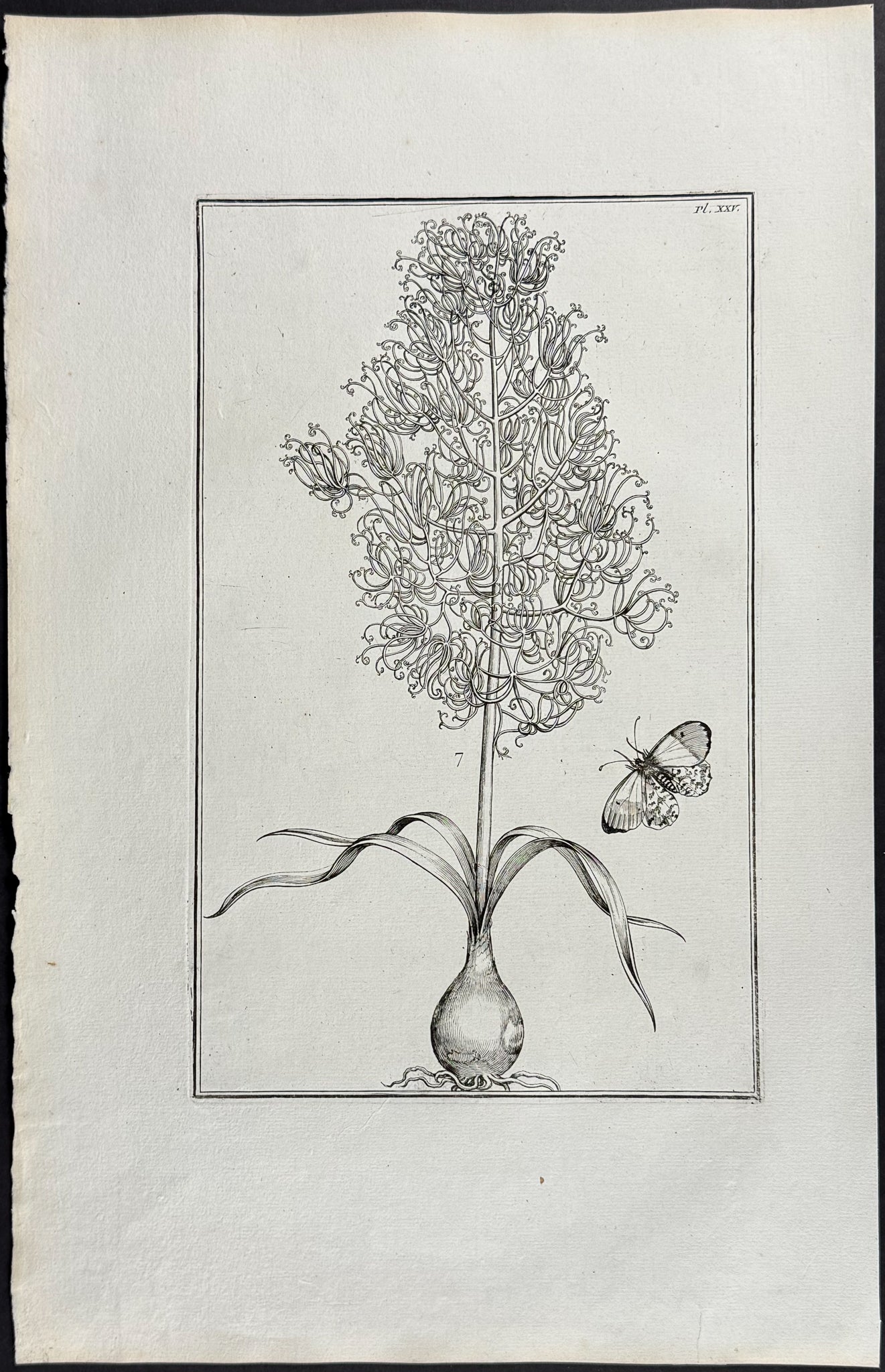 Bulbous Plant & Butterfly