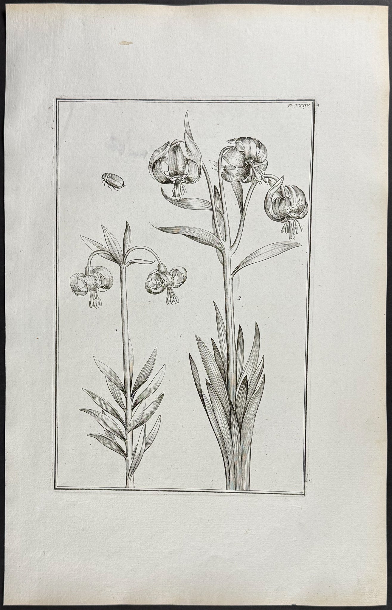 Lily & Beetle