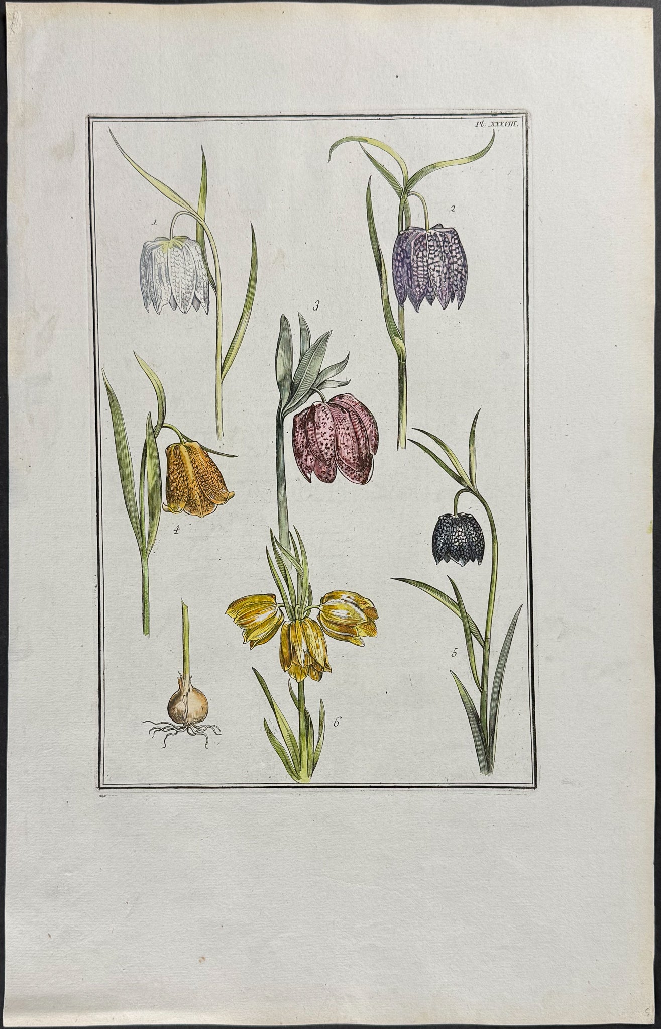 Fritillary