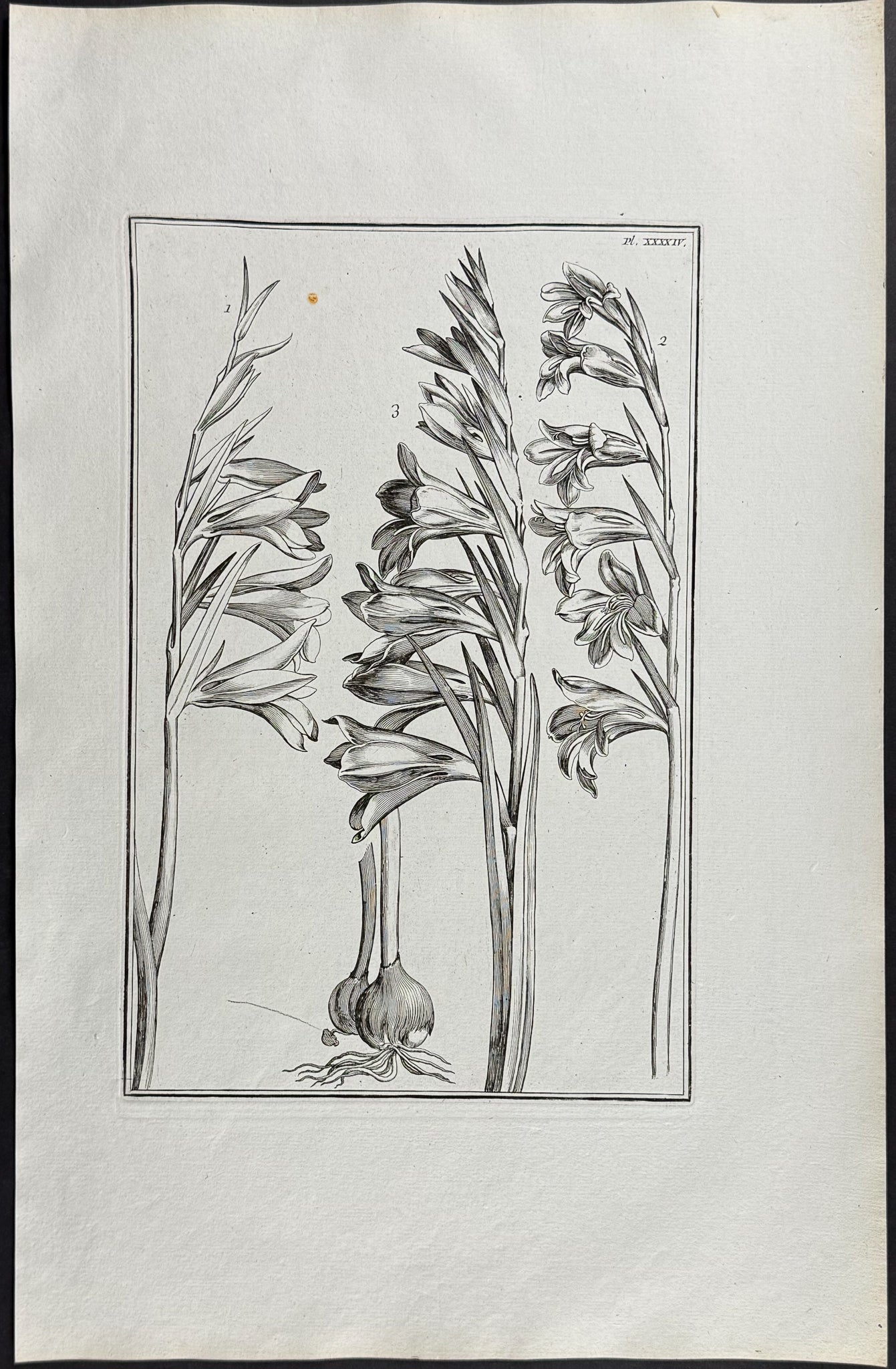 Gladiolus