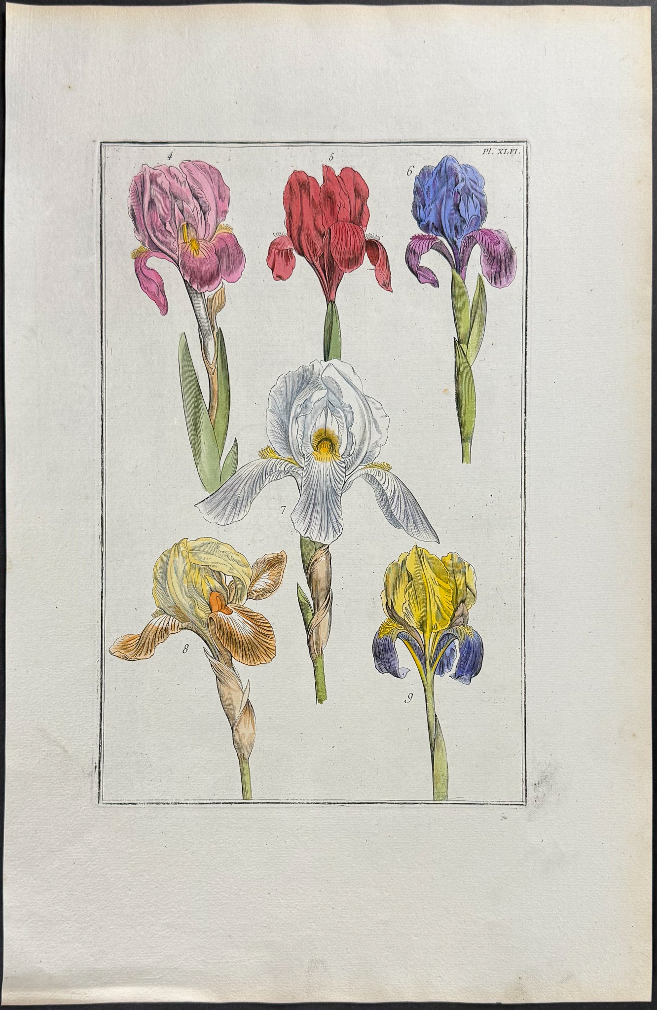 Iris