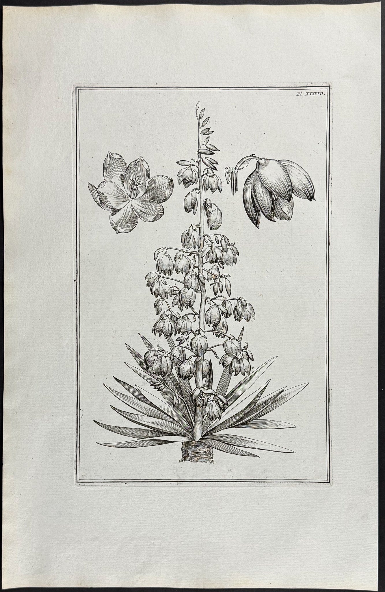 Yucca