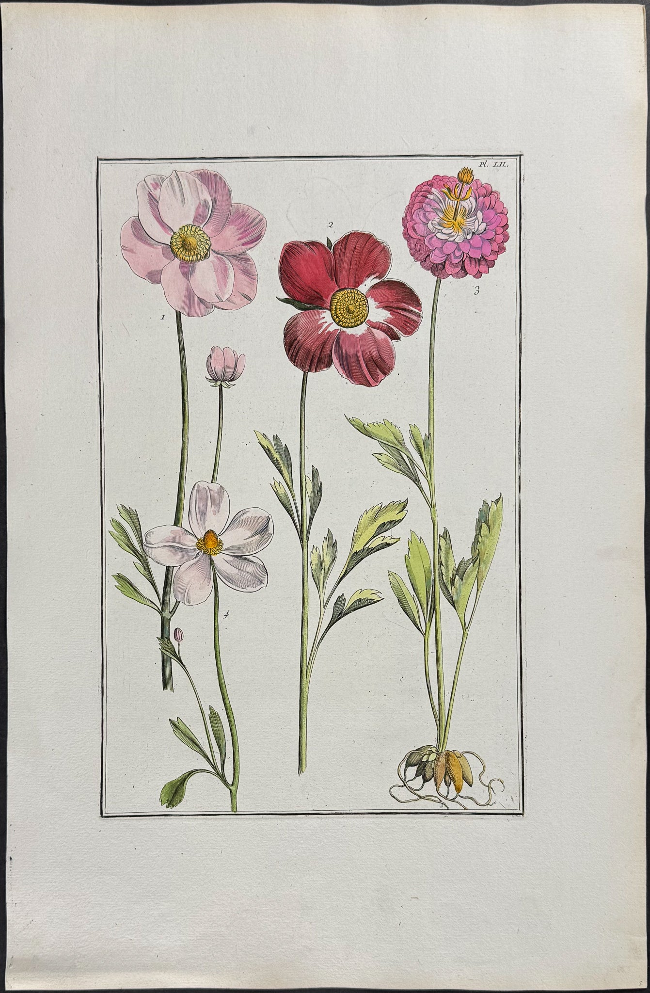 Buttercup or Ranunculus