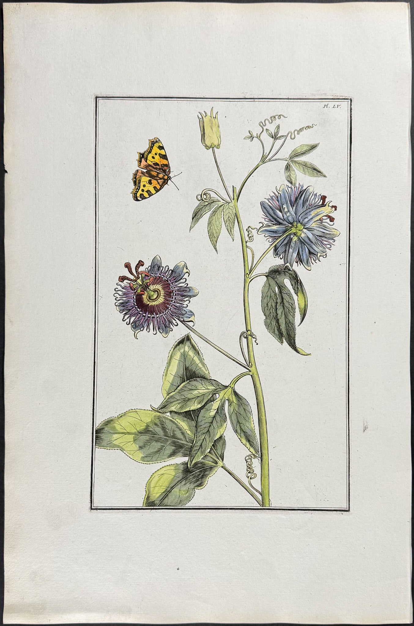 Passion Flower & Butterfly