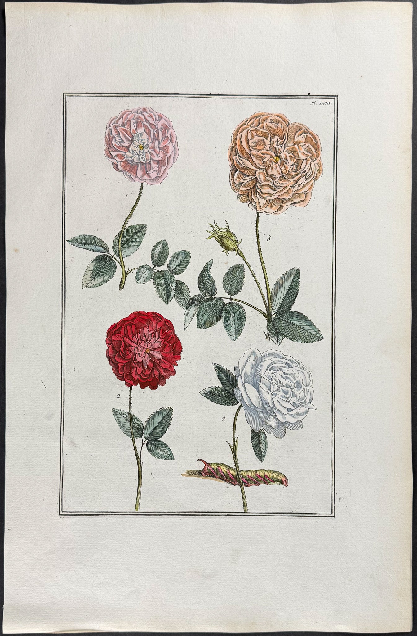 Rose & Caterpillar