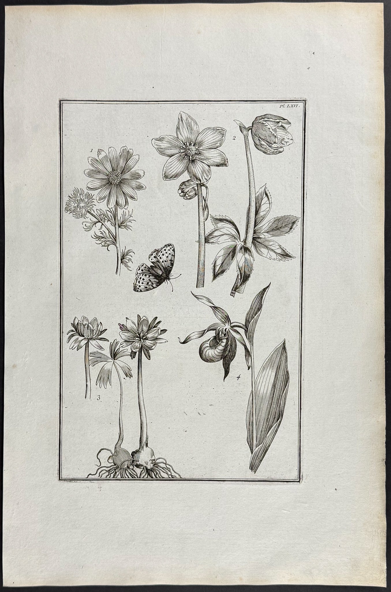 Lady's Slipper Orchid, Flowers, & Butterfly