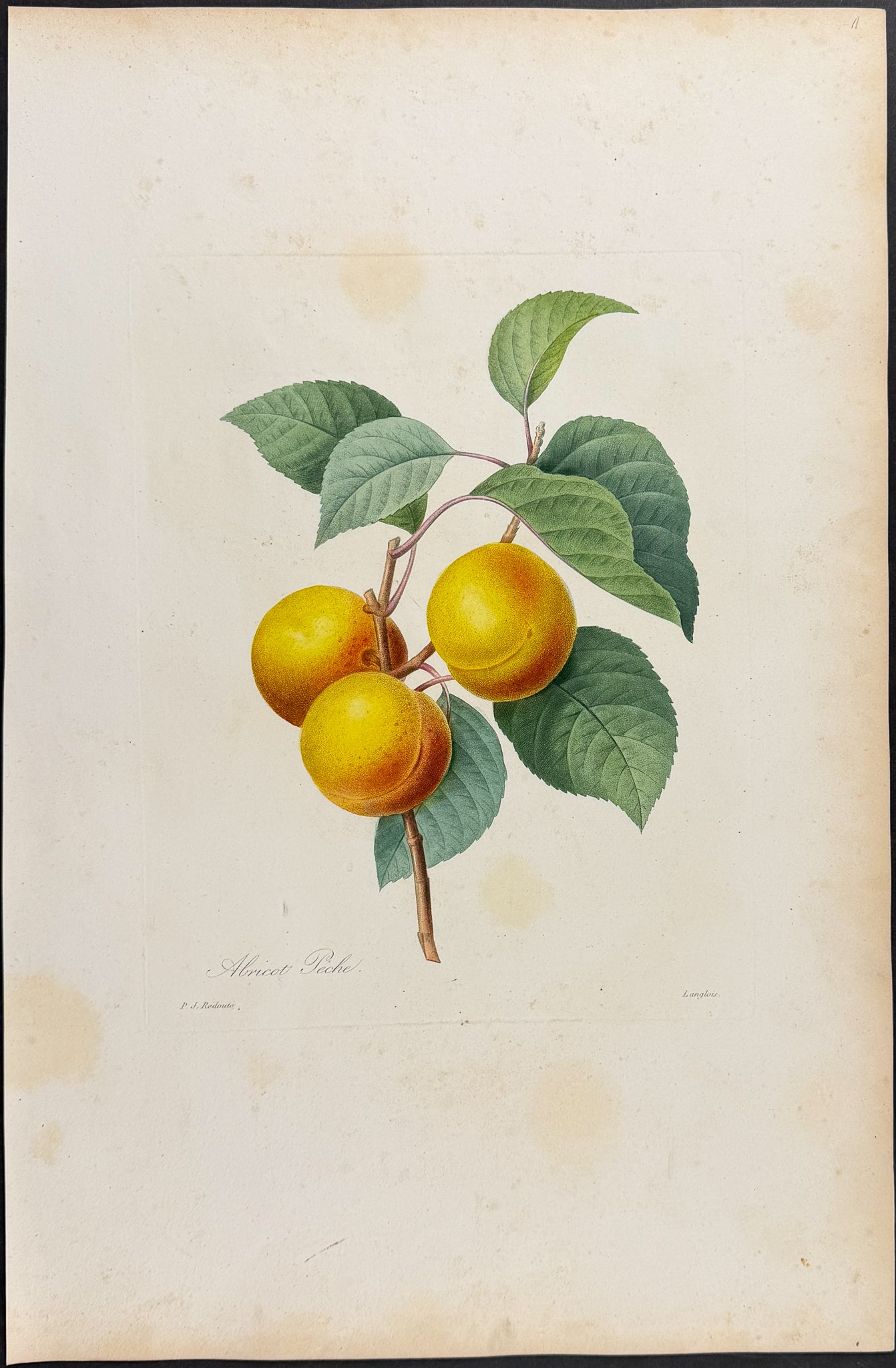 Apricot [Abricot Peche]
