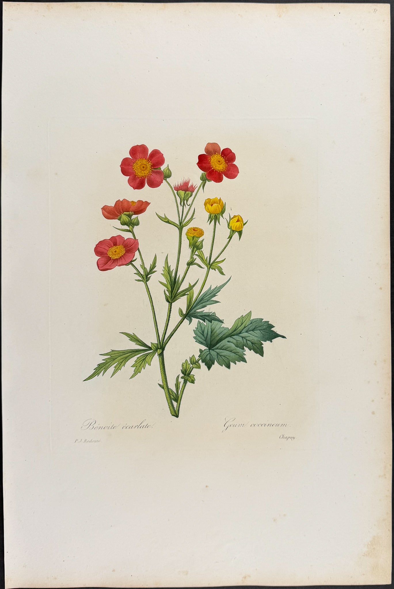 Avens [Geum coccineum]