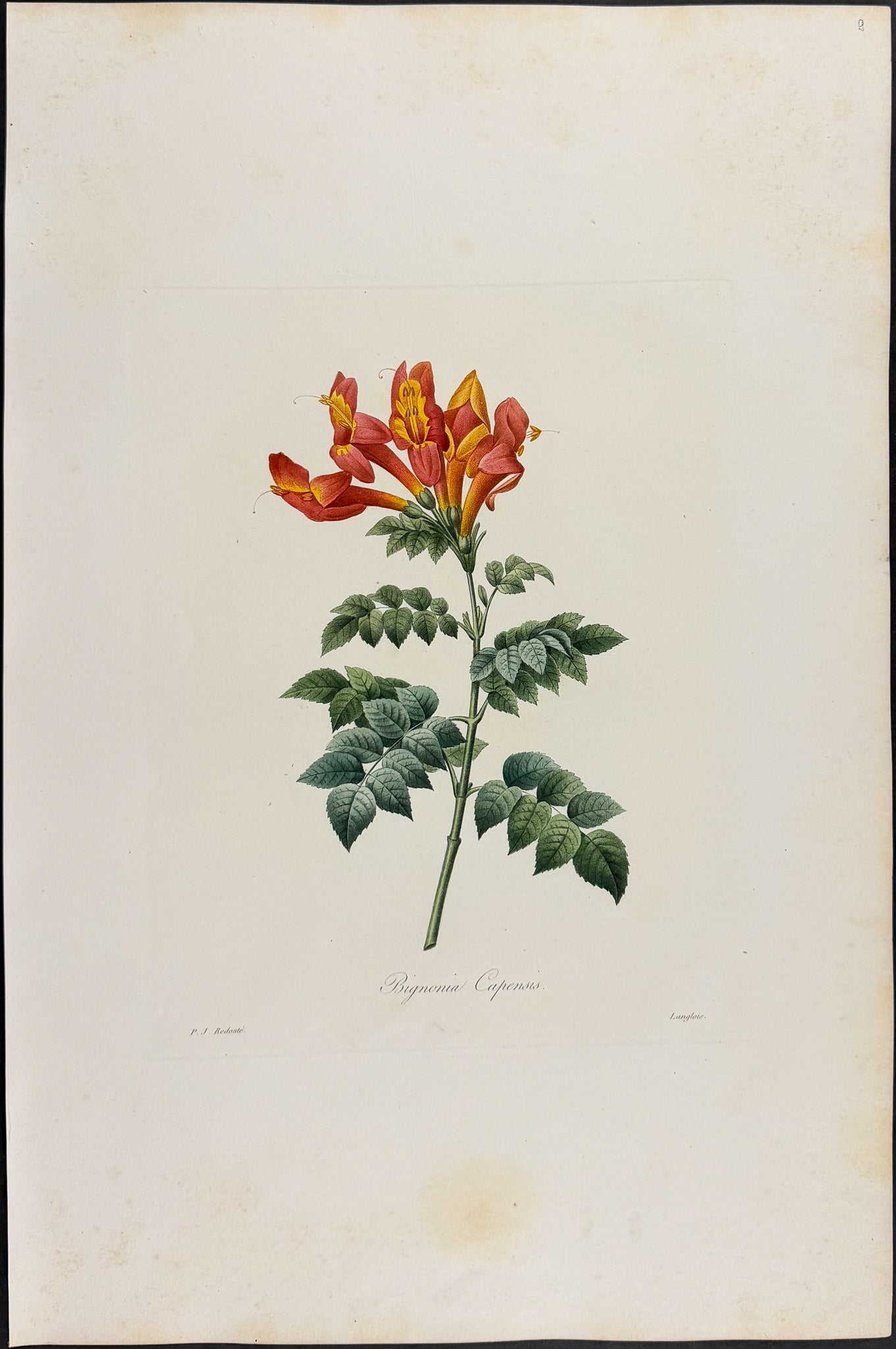 Bignonia [Bignonia Capensis]