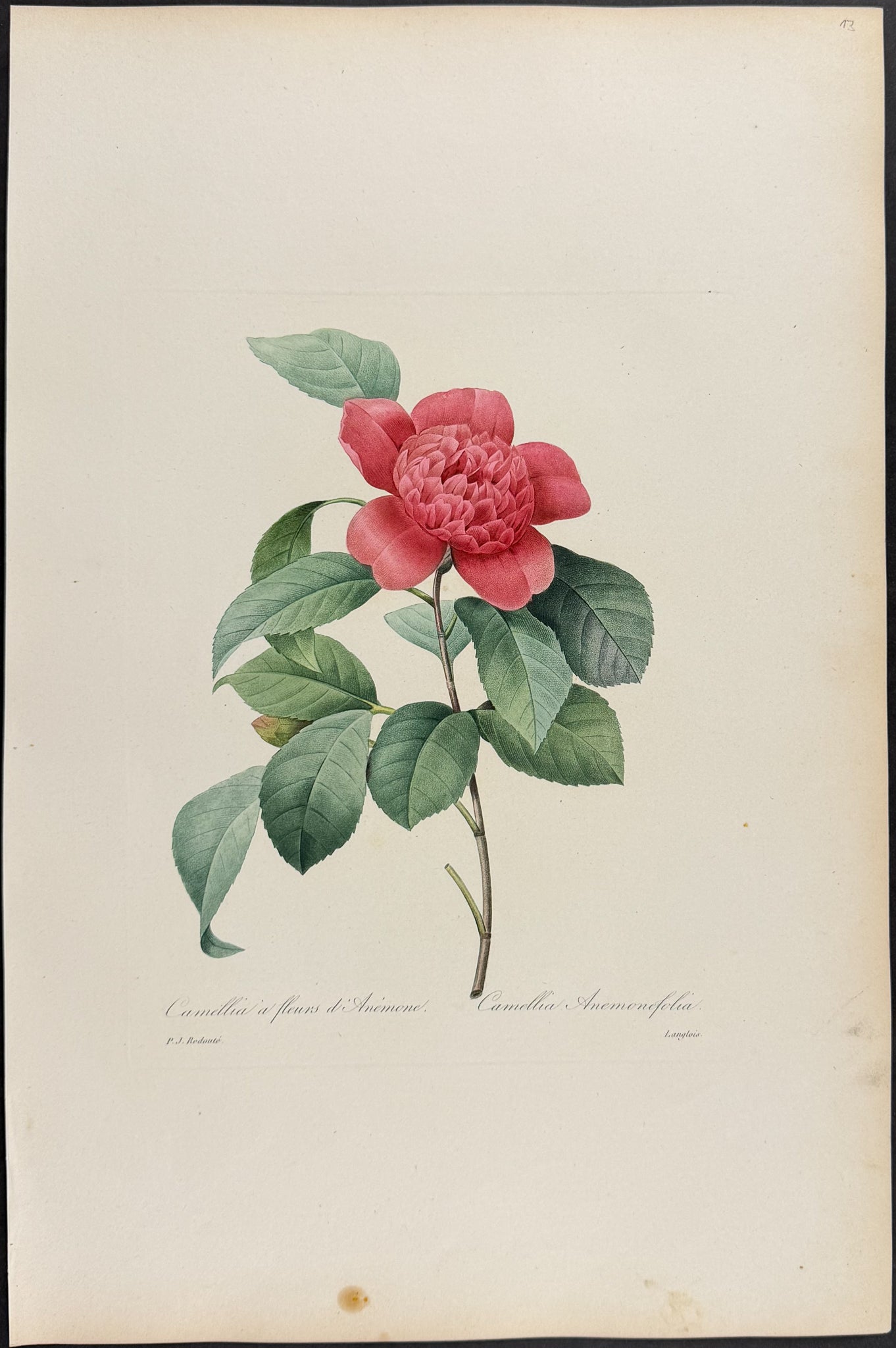 Camellia [Camellia Anemonefolia]
