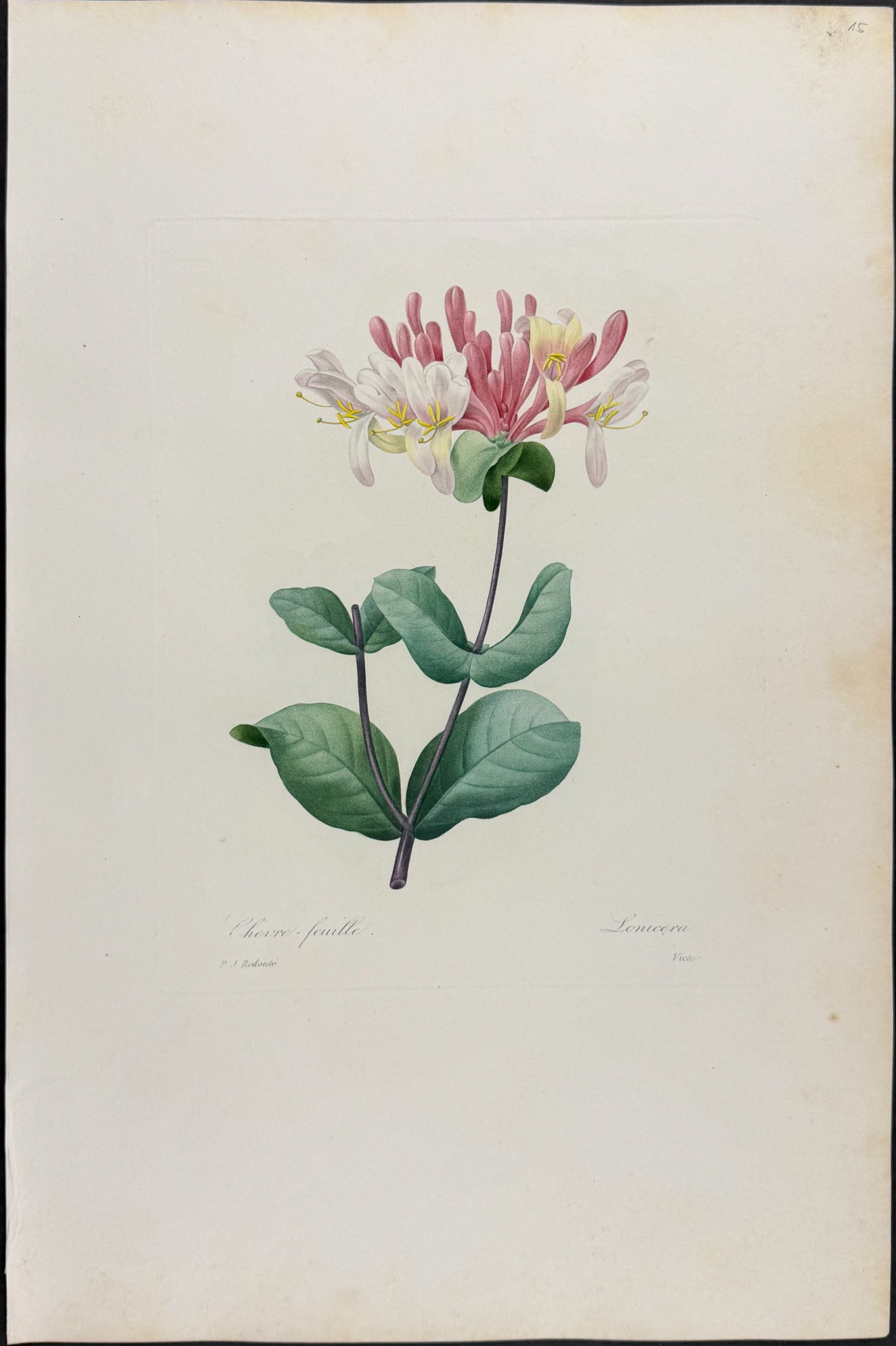 Honeysuckle [Lonicera]
