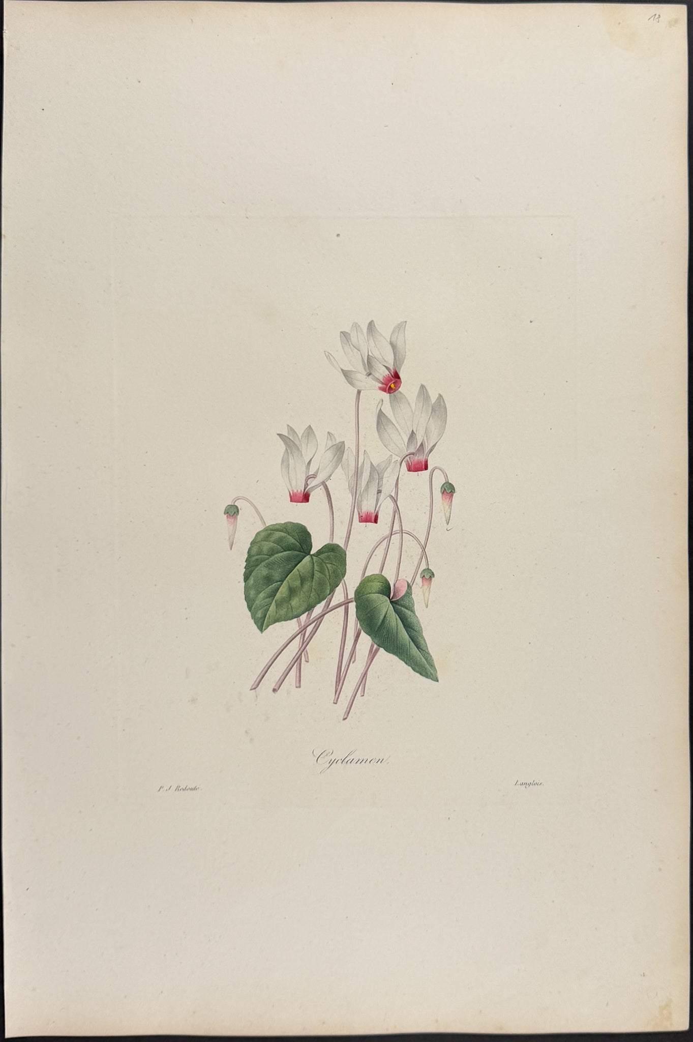 Cyclamen [Cyclamen]