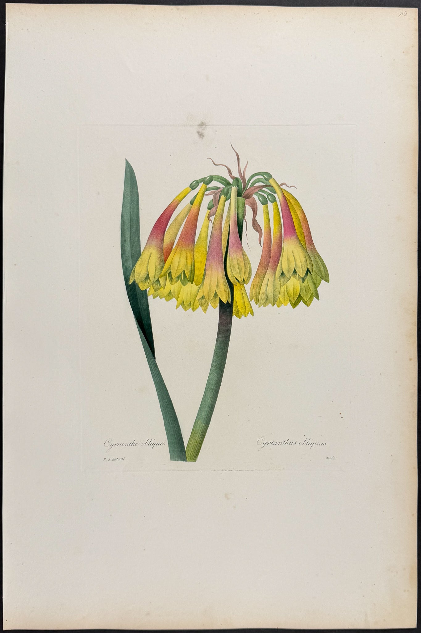 Knysna Lily [Cyrtanthus obliquus]