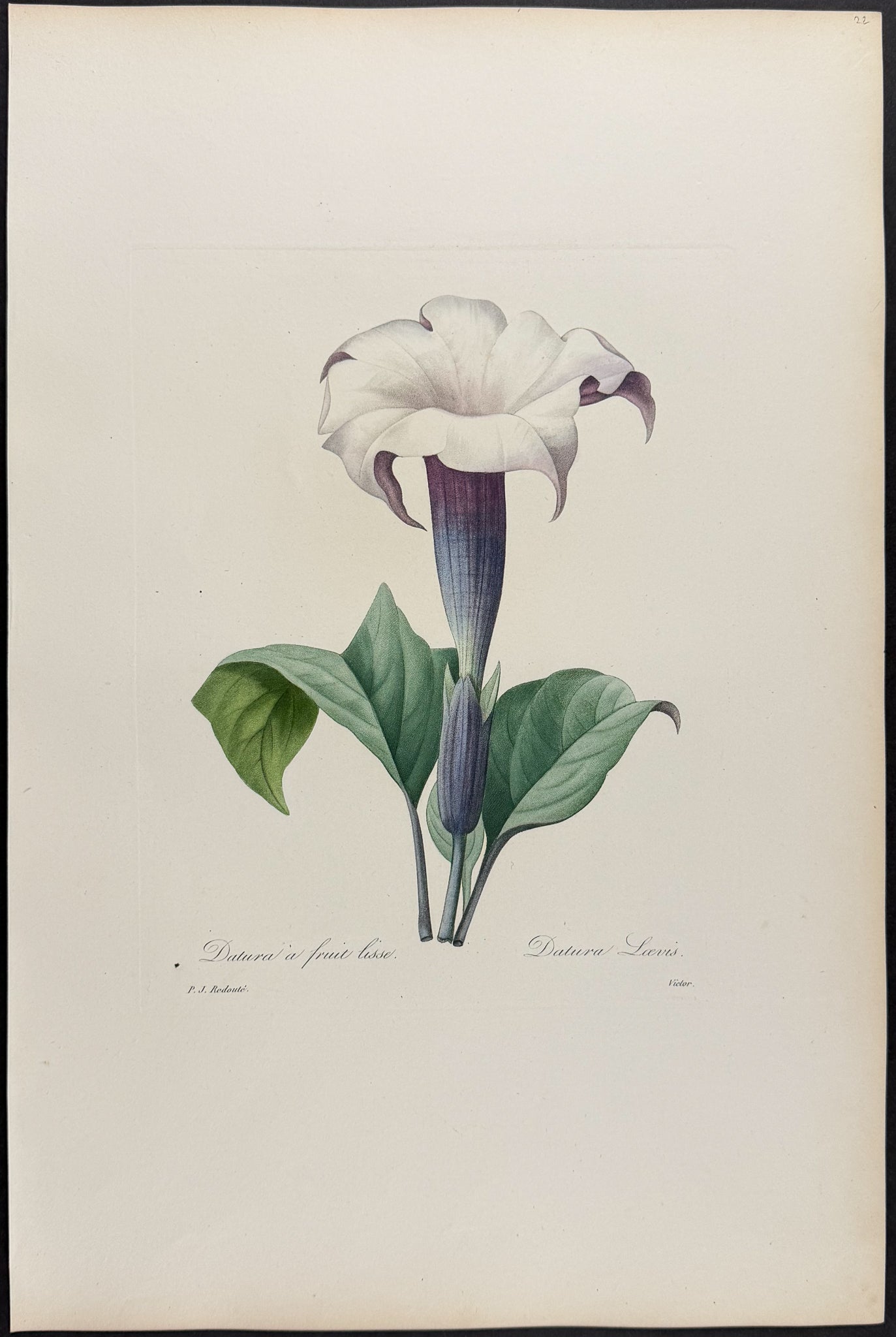 Thorn Apple [Datura Laevis]