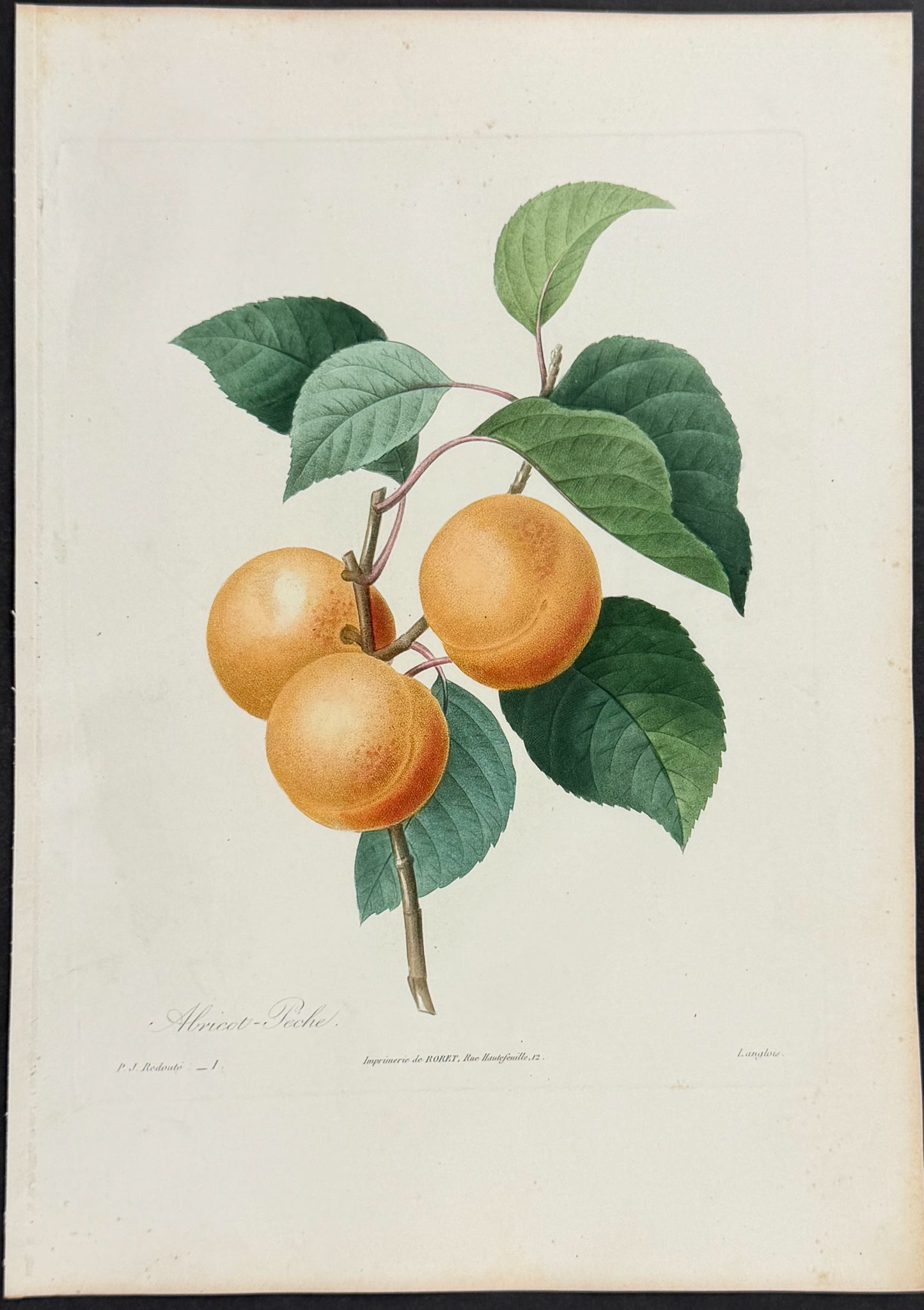 Apricot or Peach