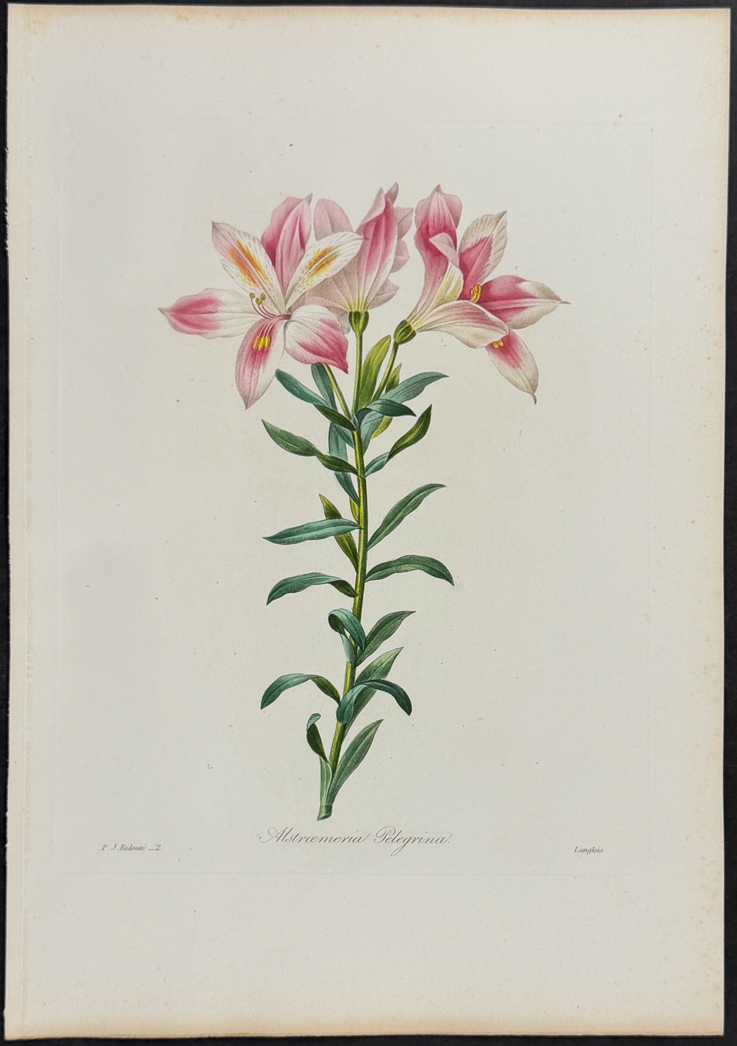 Peruvian Lily [Alstroemeria pelegrina]