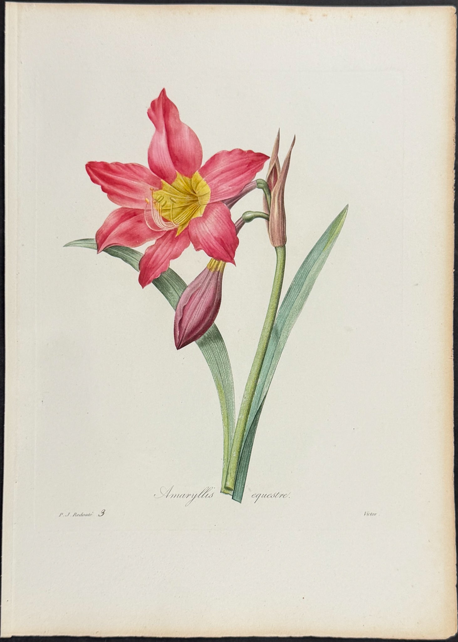Barbados Lily [Amaryllis eqeustre]