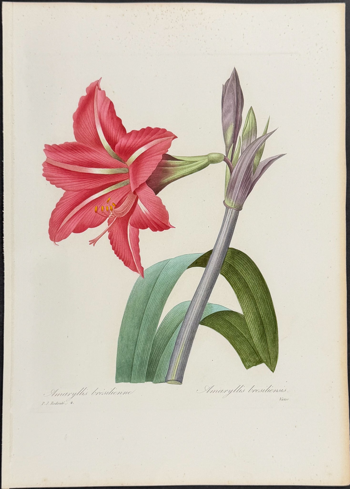 Brazilian Amaryllis  [Amaryllis bresiliensis]