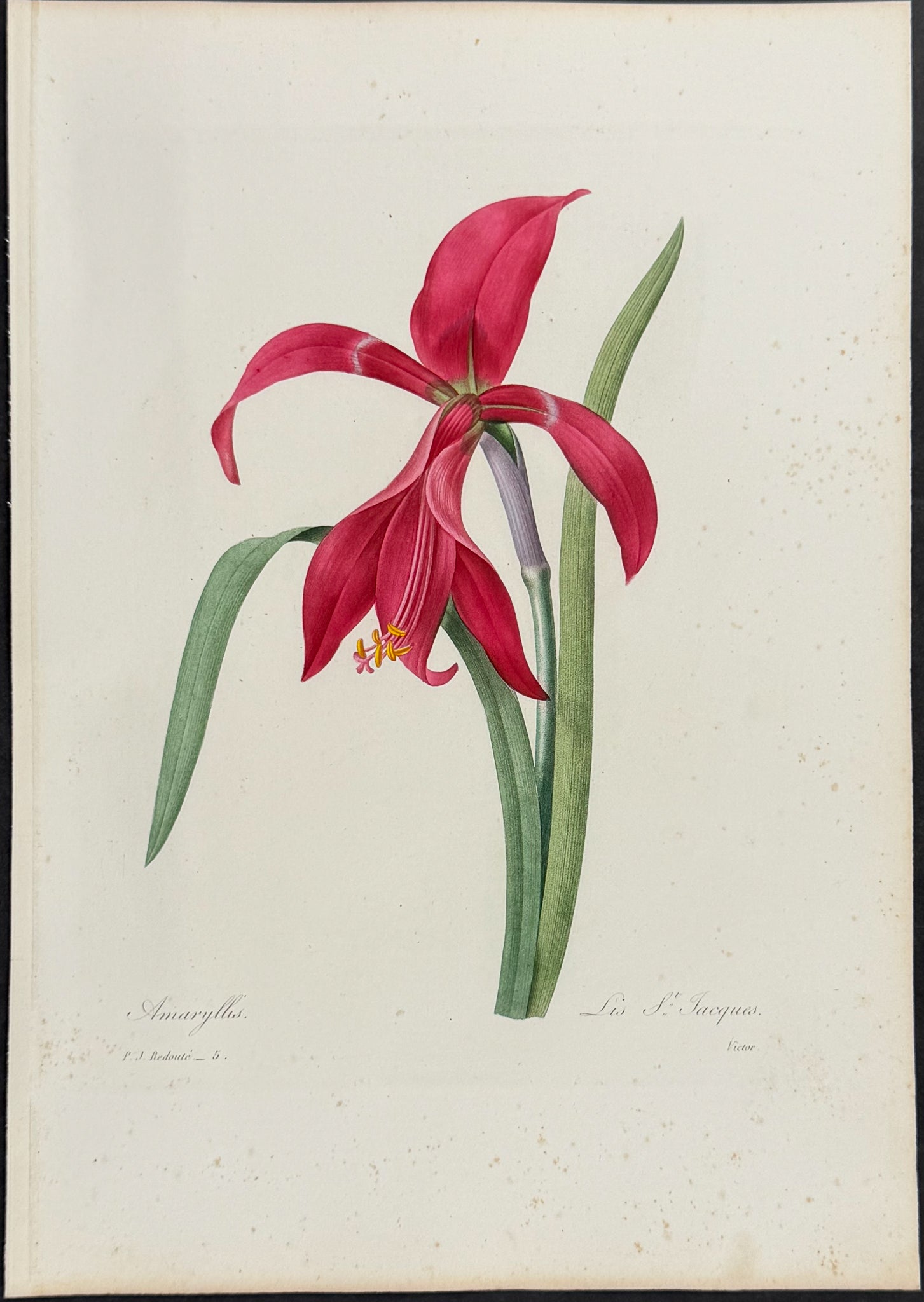 Lily of St. Jacques [Amaryllis]