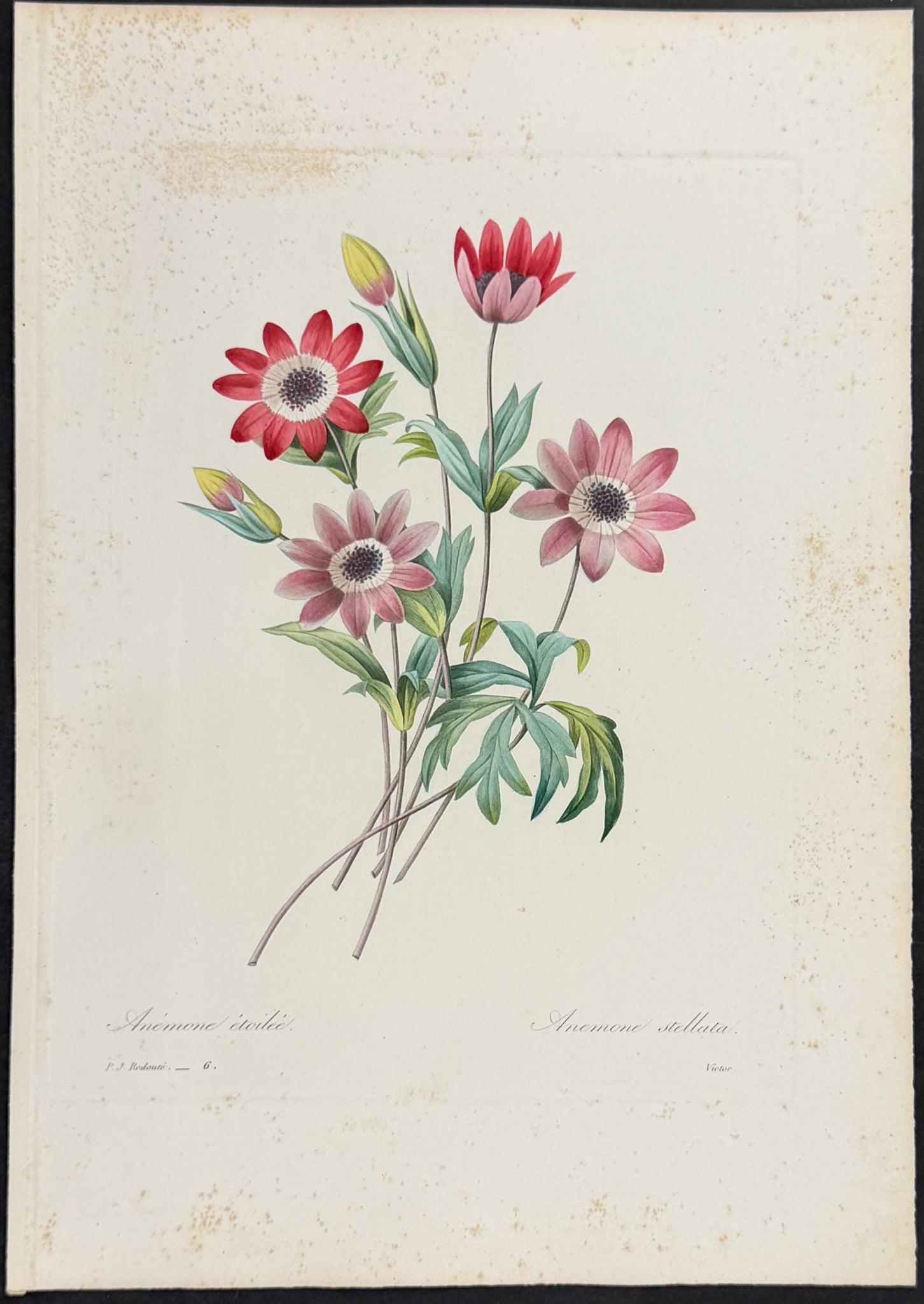 Broad-Leaved Anemone [Anemone stellata]