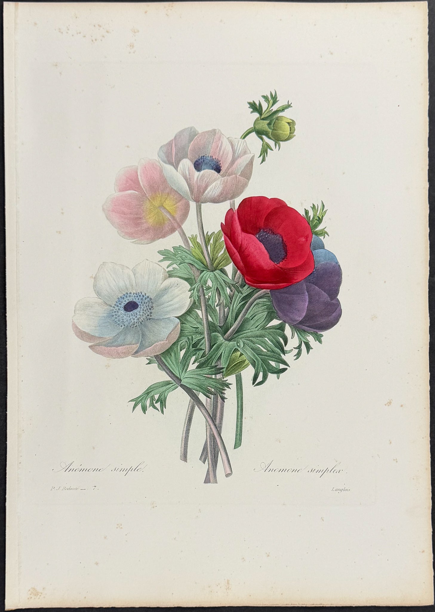 Anemone [Anemone simplex]