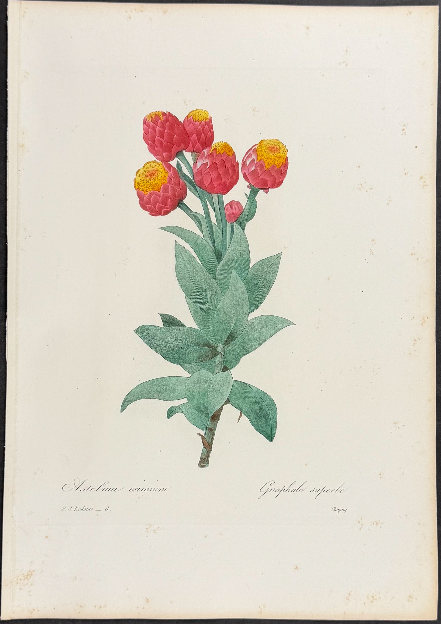 Strawberry Everlasting [Astelma eximium]