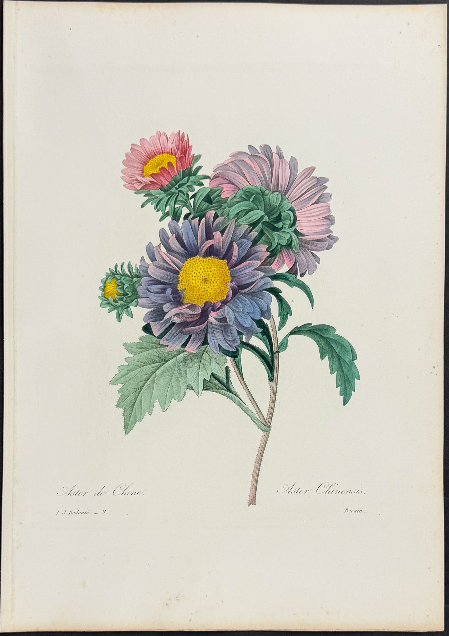 Chinese Aster [Aster chinensis]
