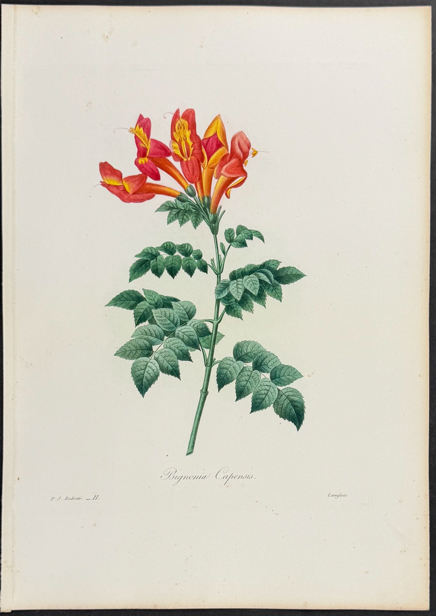 Cape Honeysuckle [Bignonia capensis]