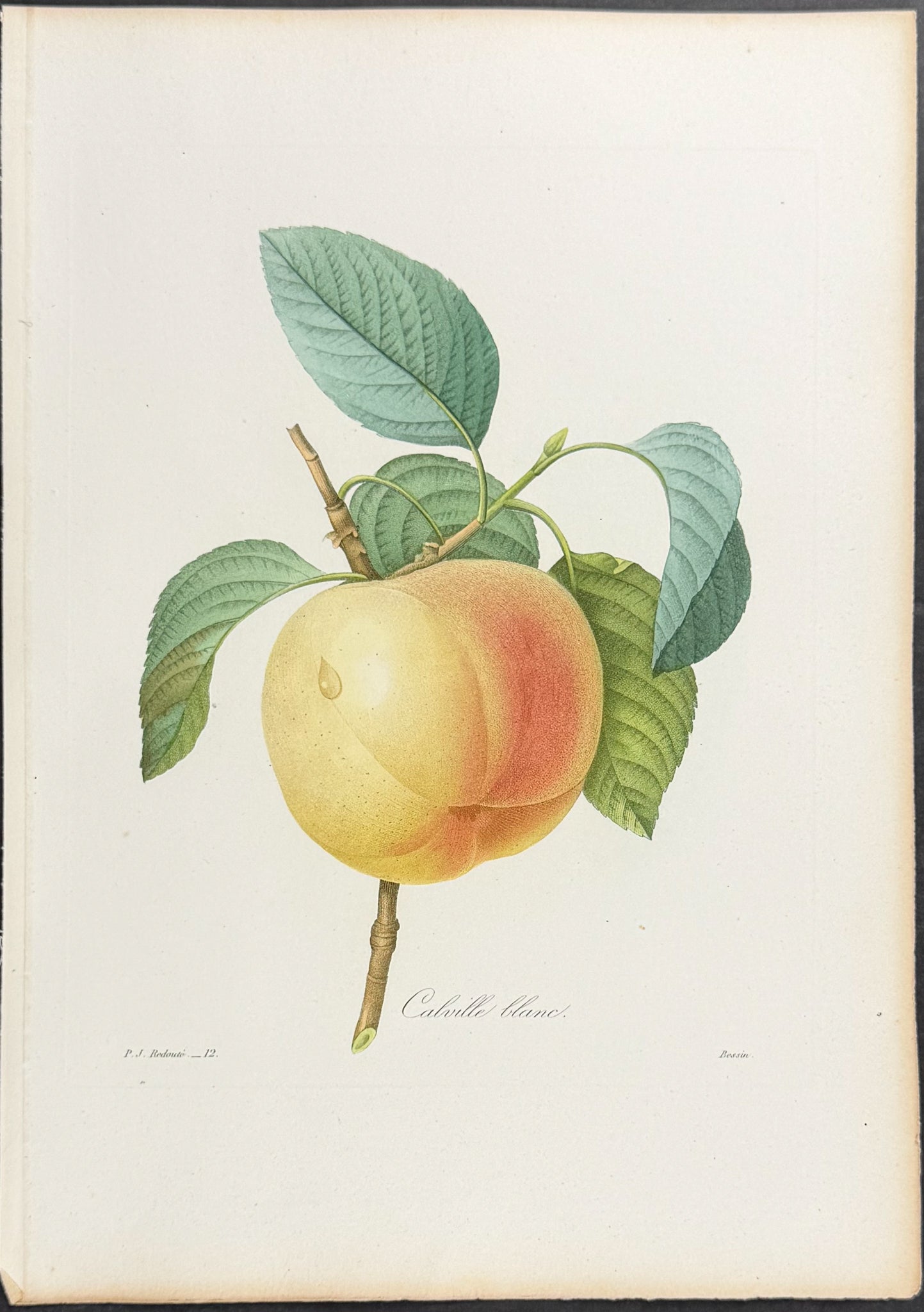 White Winter Apple [Calville Blanc]