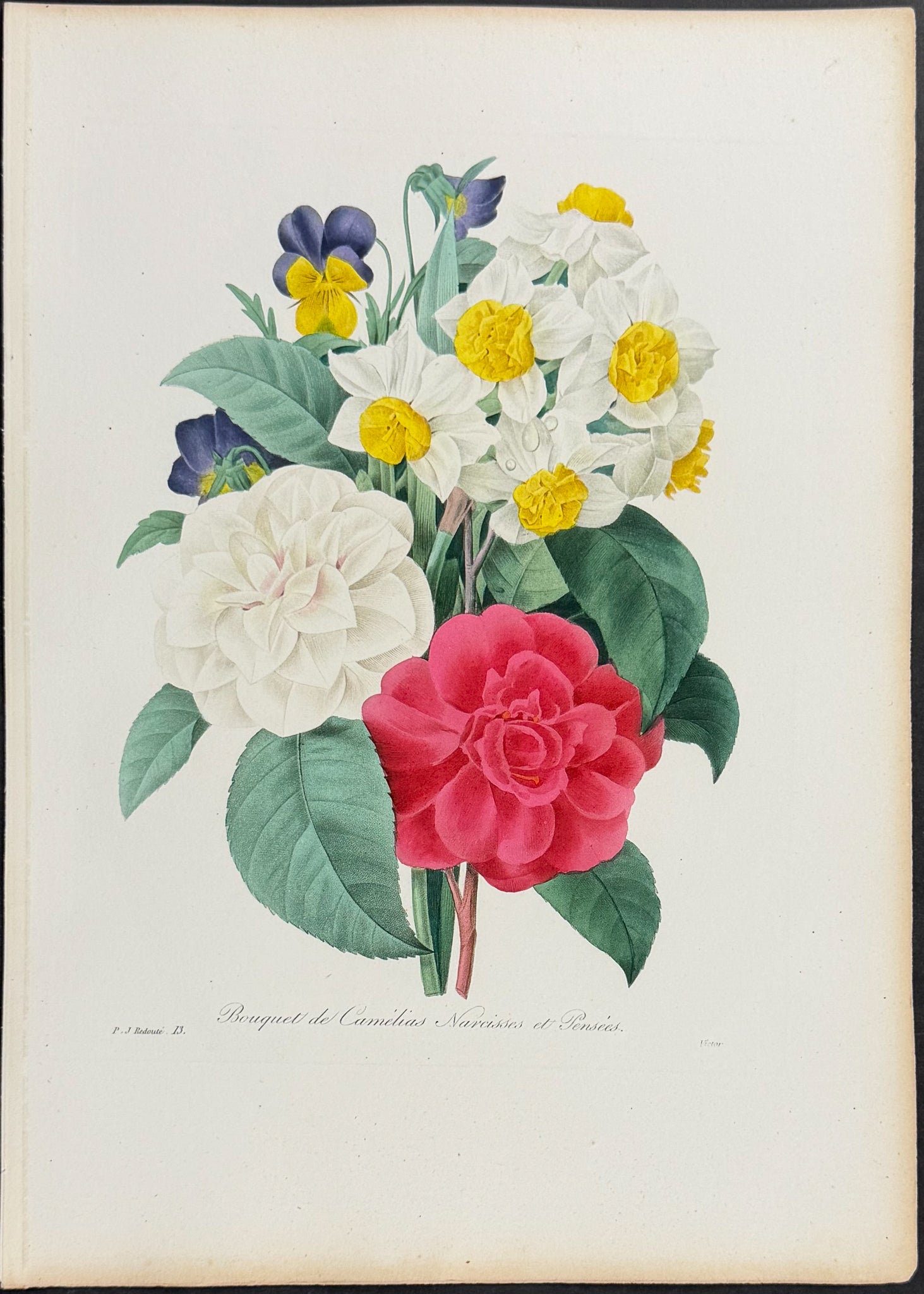Bouquet of Camelias [Bouquet de Camelias Narcisses et Pensees]