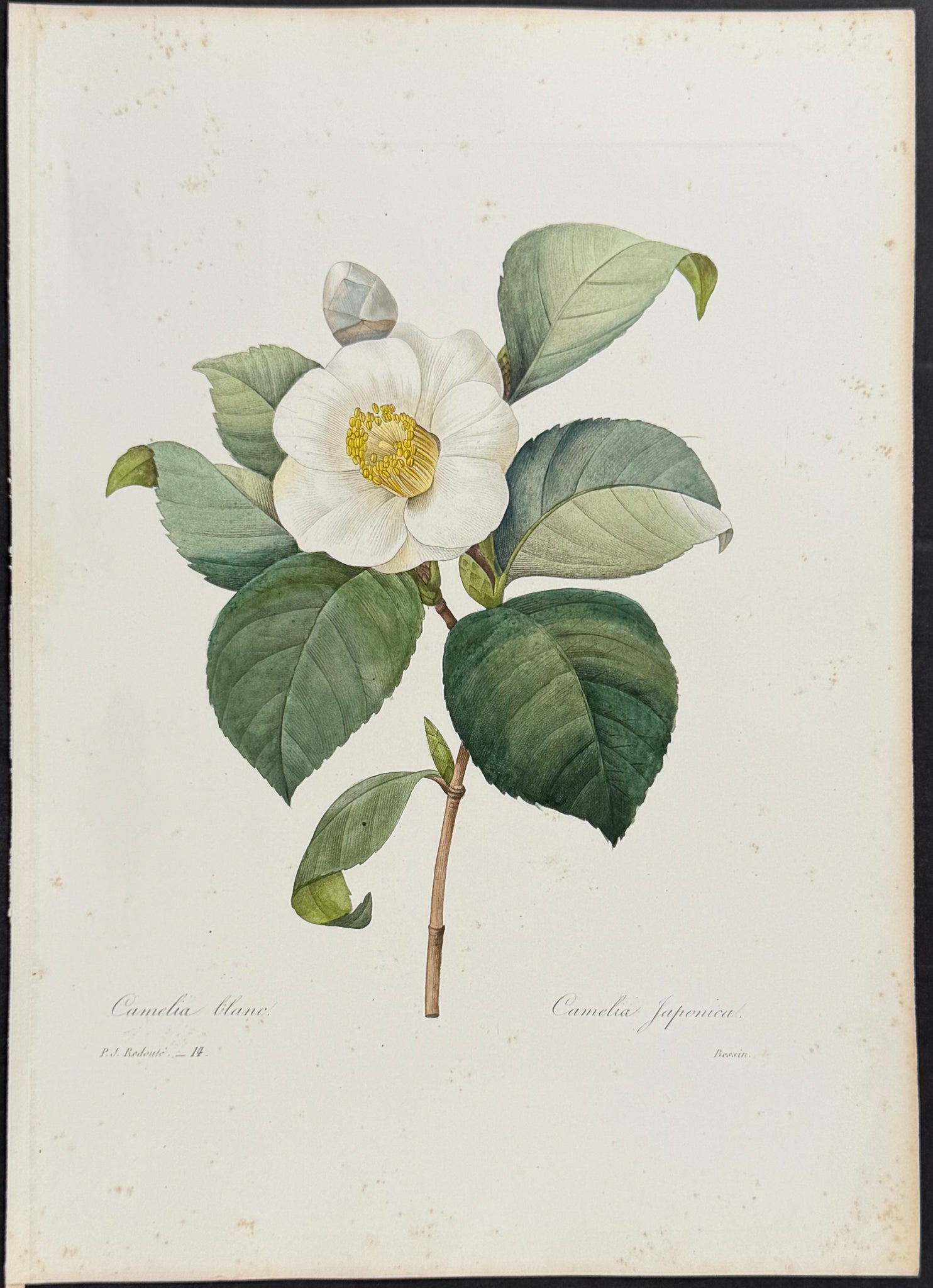 White Camelia [Camelia japonica]