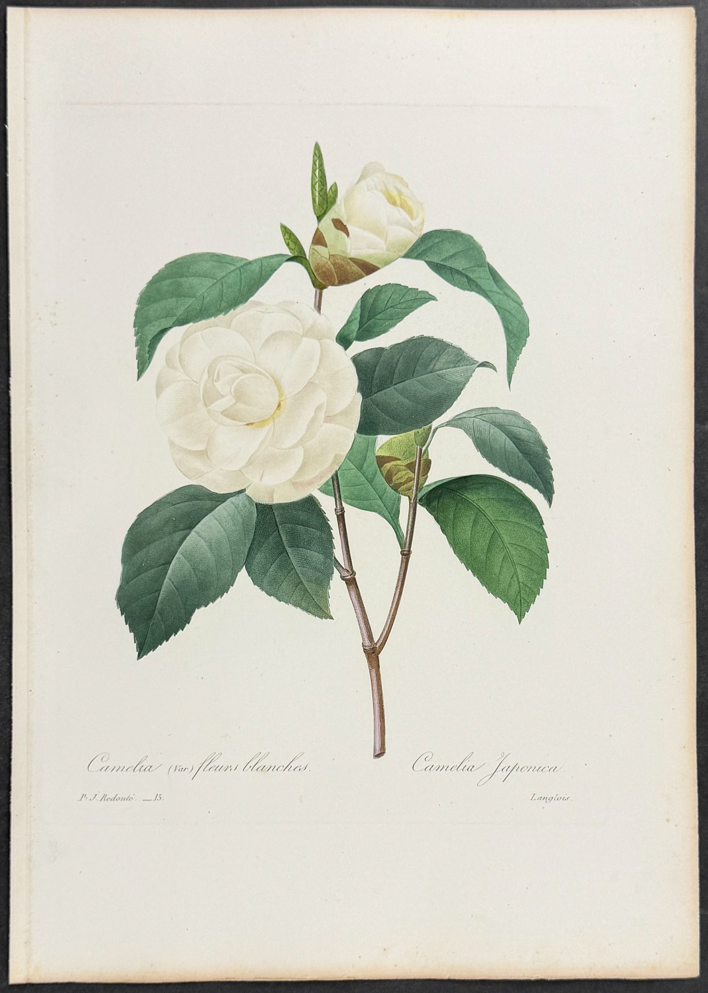 White Flower Camelia (var.) [Camelia japonica]